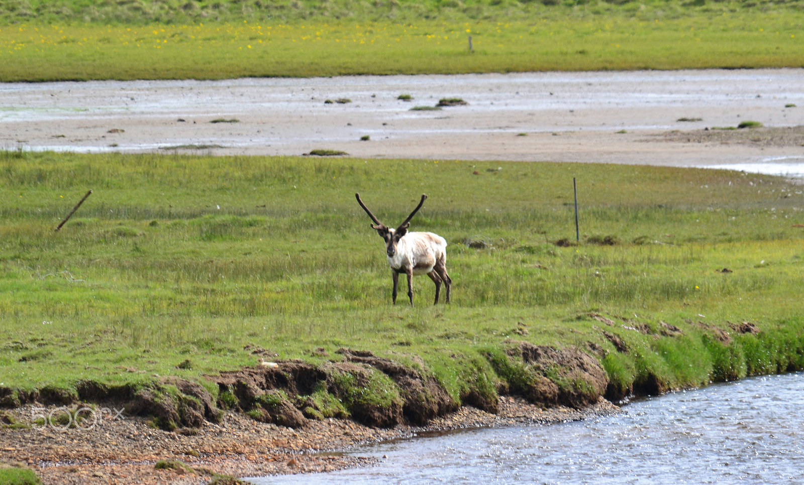 Nikon D3100 sample photo. Reindeer photography