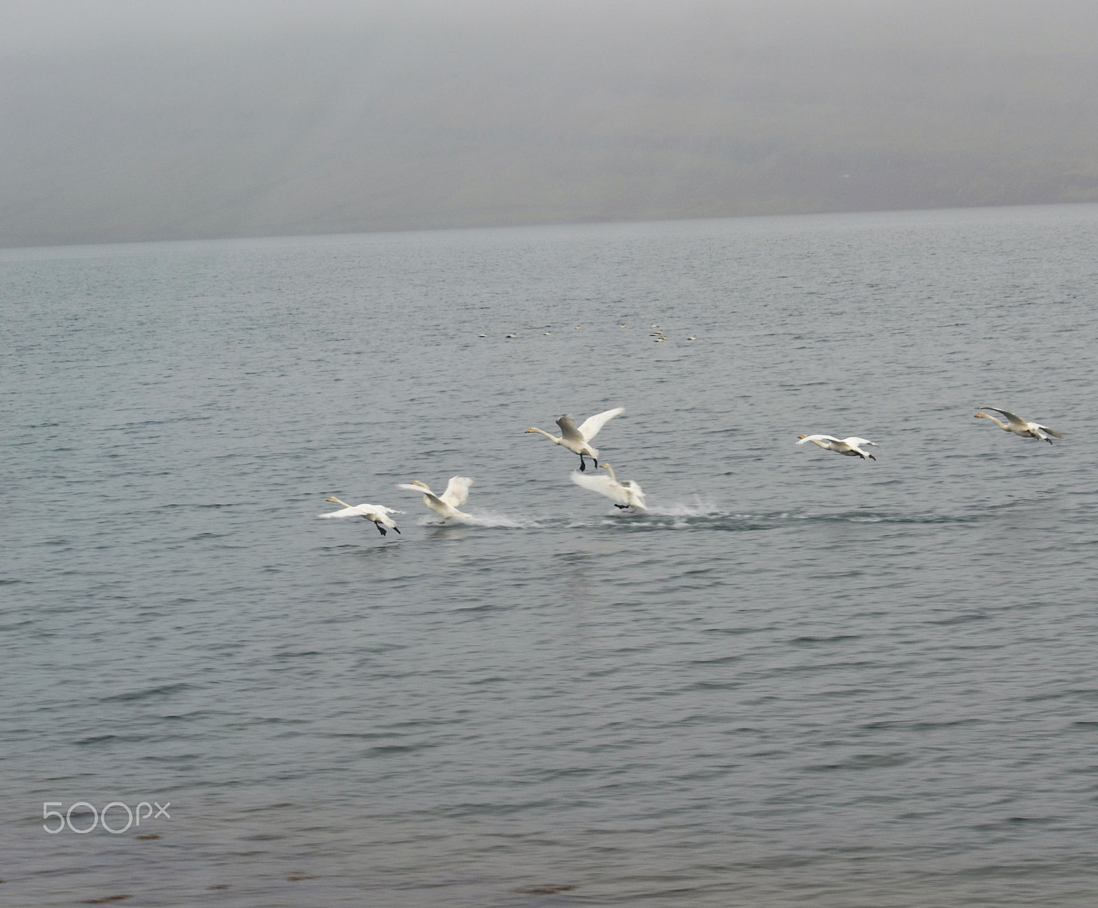 Nikon D3100 sample photo. Take off photography