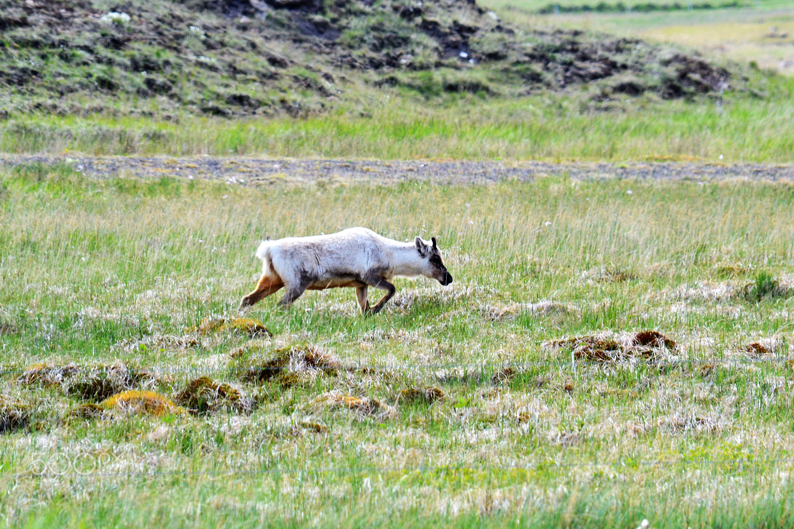 Nikon D3100 sample photo. Reindeer photography