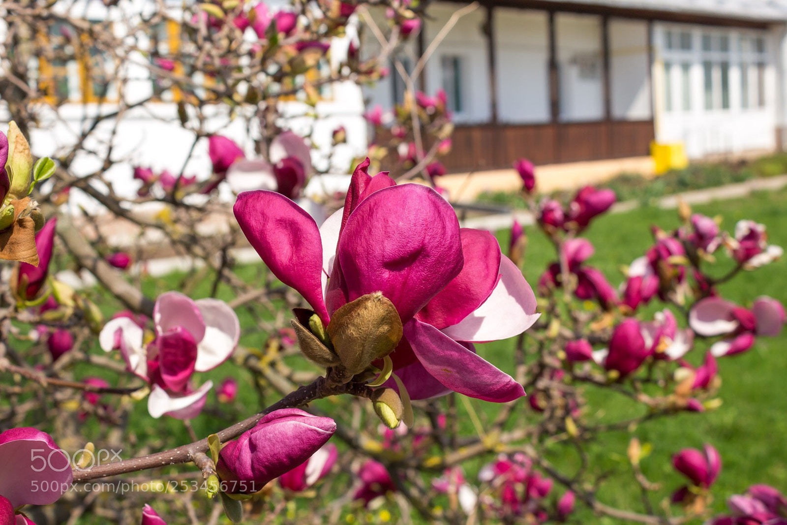 Canon EOS 100D (EOS Rebel SL1 / EOS Kiss X7) sample photo. Magnolia. photography