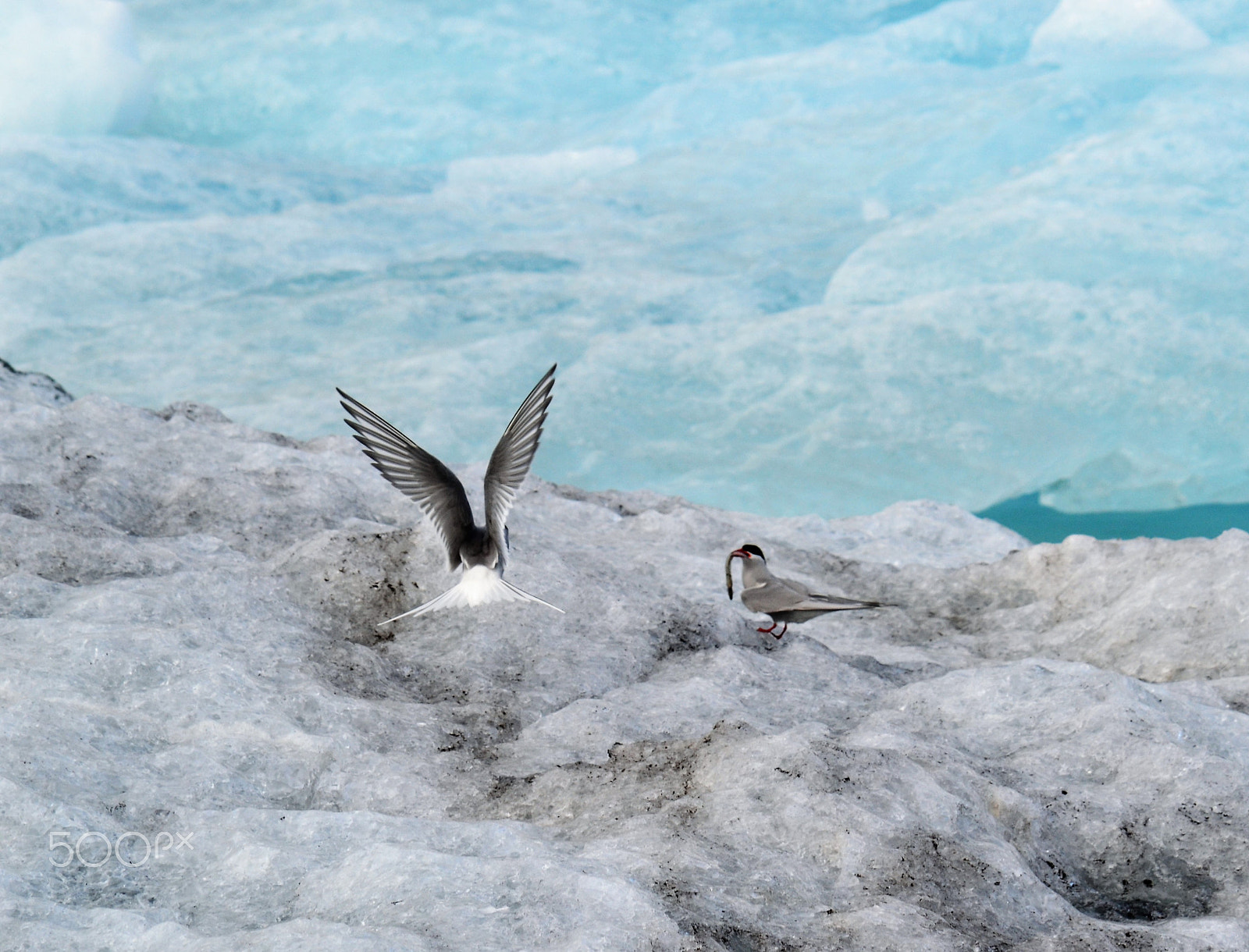 Nikon D3100 sample photo. Ice birds photography