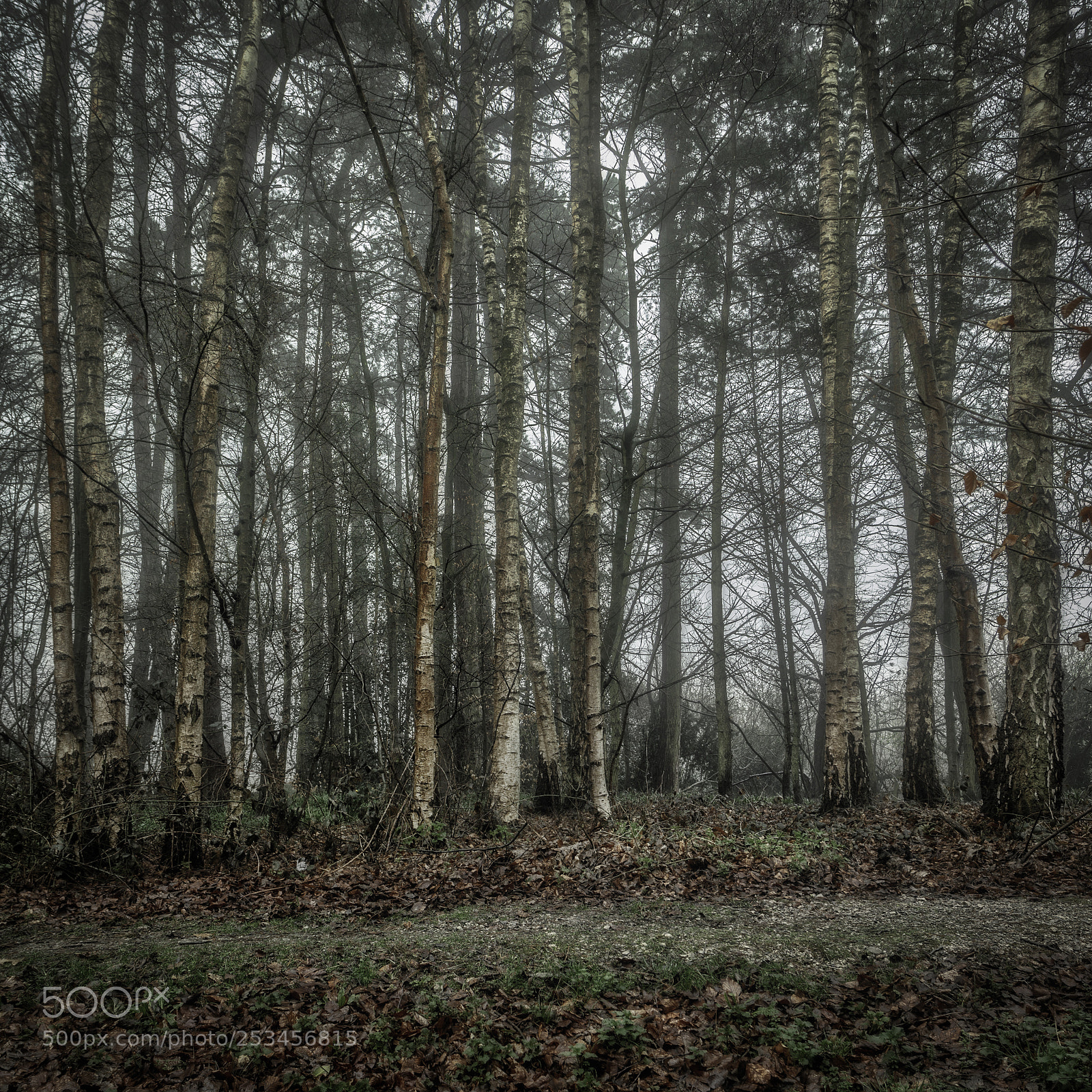 Canon EOS 5D Mark II sample photo. Woodland photography