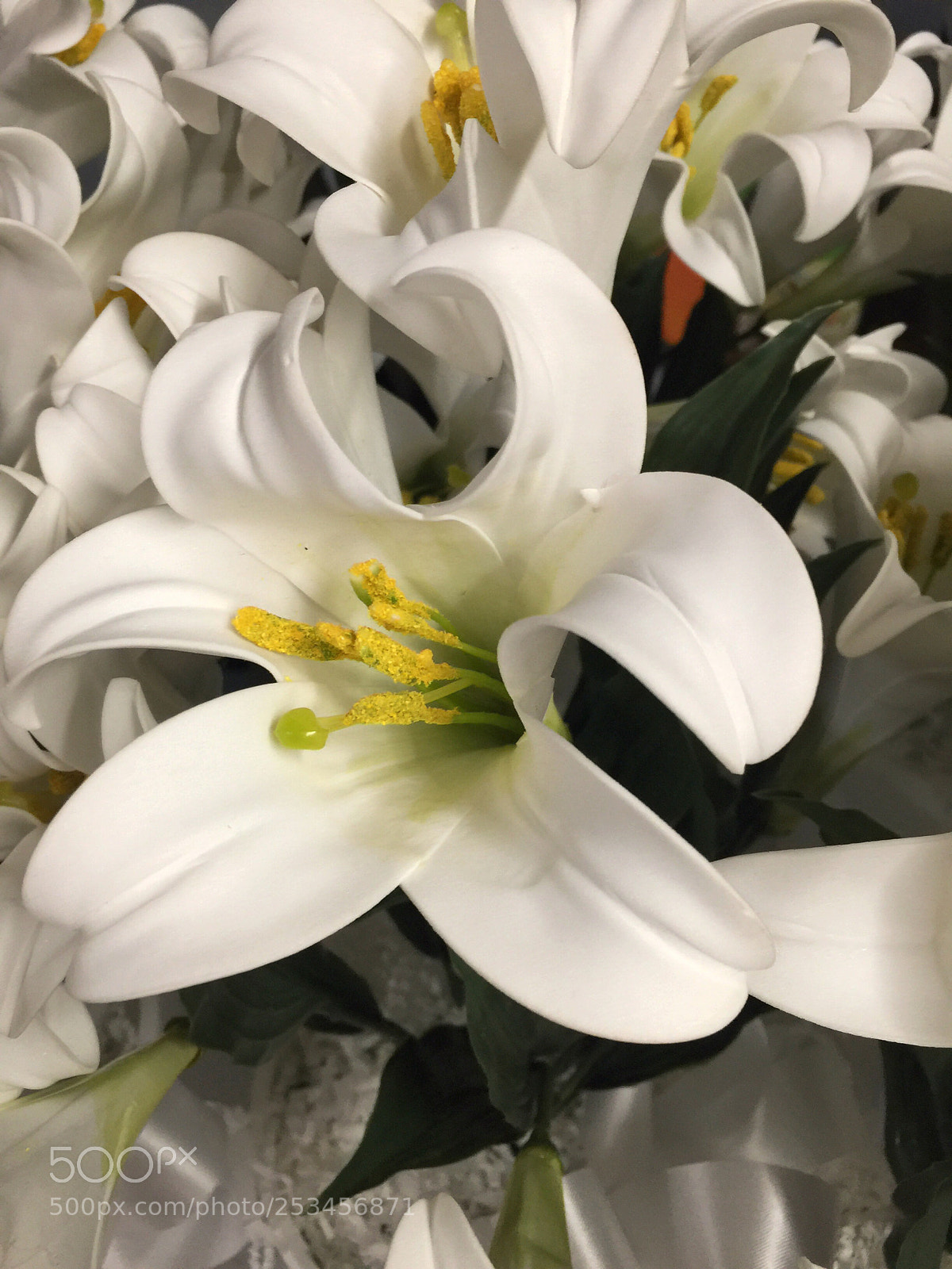 Apple iPhone 6 Plus sample photo. Today’s flower ?  photography
