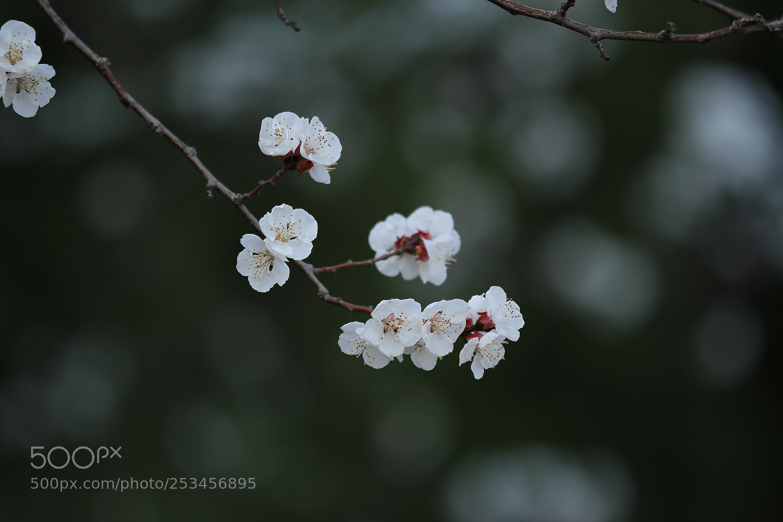 Canon EOS 7D sample photo. Untitled photography