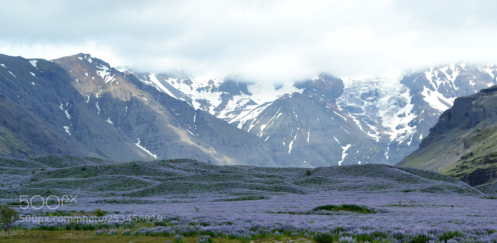 Nikon D3100 sample photo. Fields of purple photography