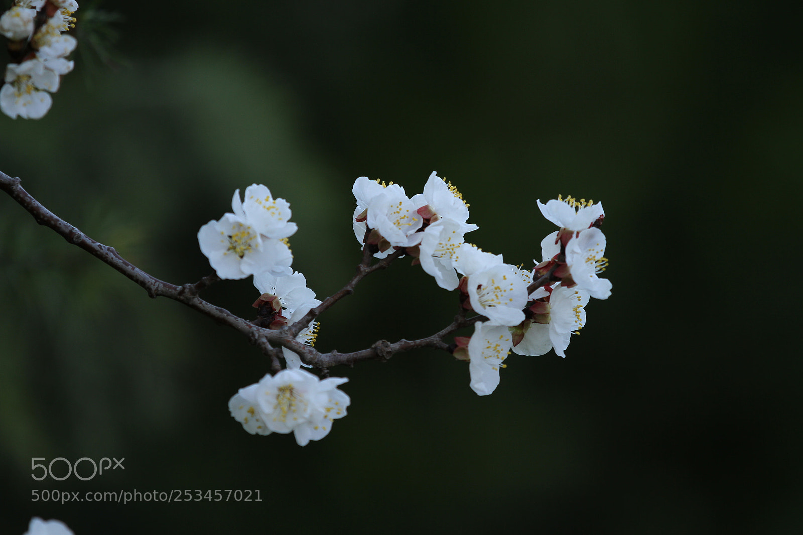 Canon EOS 7D sample photo. Untitled photography