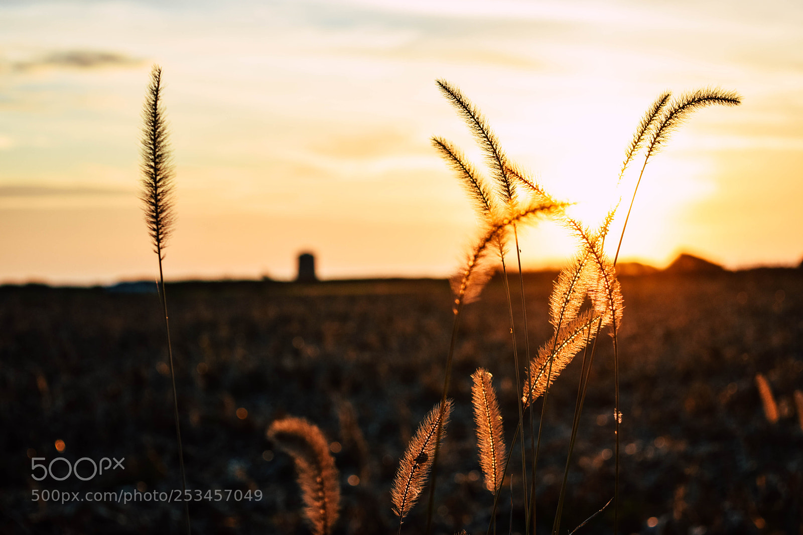 Nikon D5300 sample photo. Corn field at sunset photography