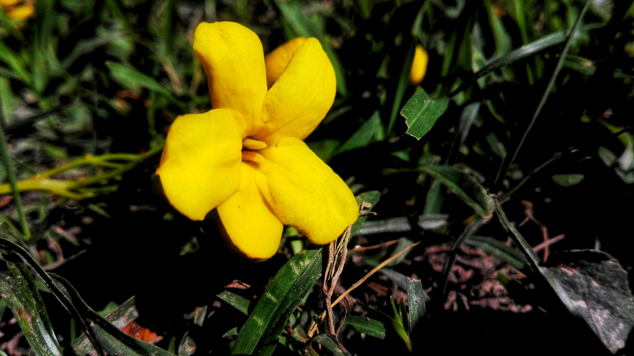 HUAWEI Cherry Mini sample photo. Yellow photography