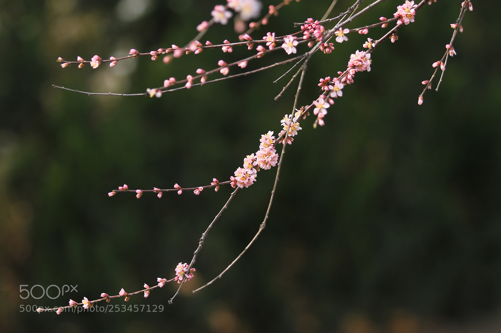 Canon EOS 7D sample photo. Untitled photography