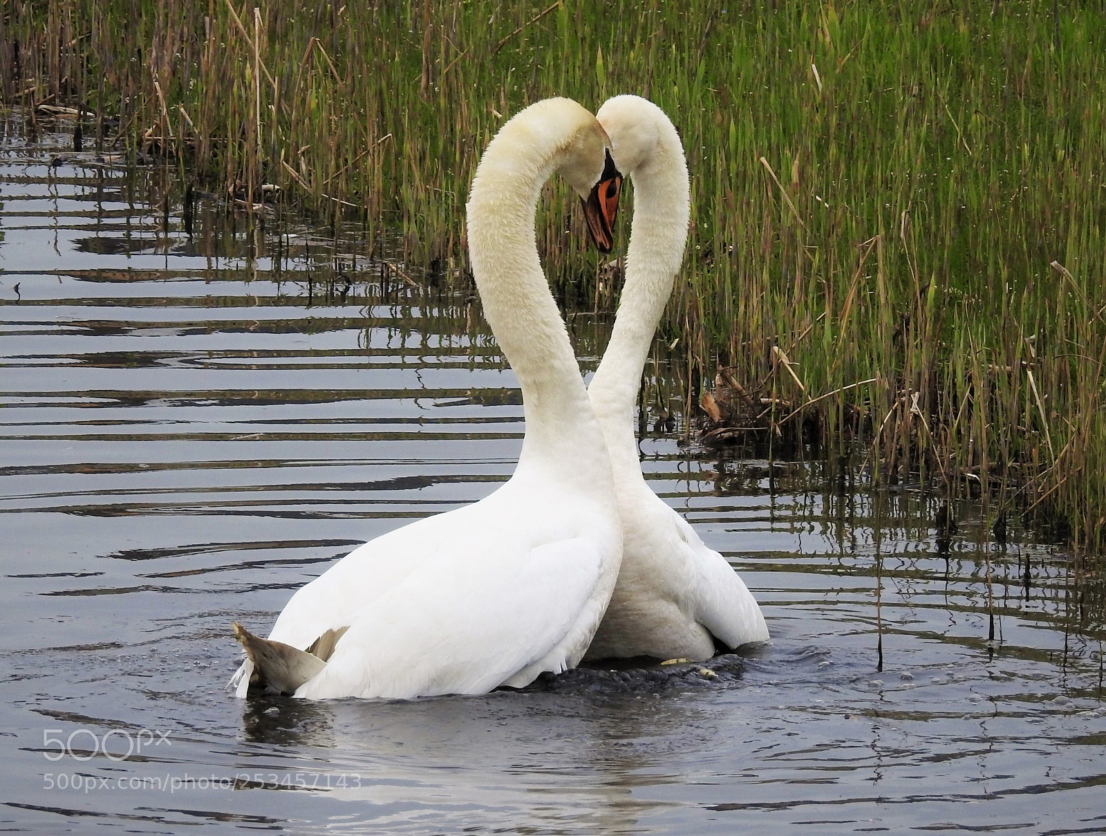 Nikon Coolpix P900 sample photo. Love between swans... photography