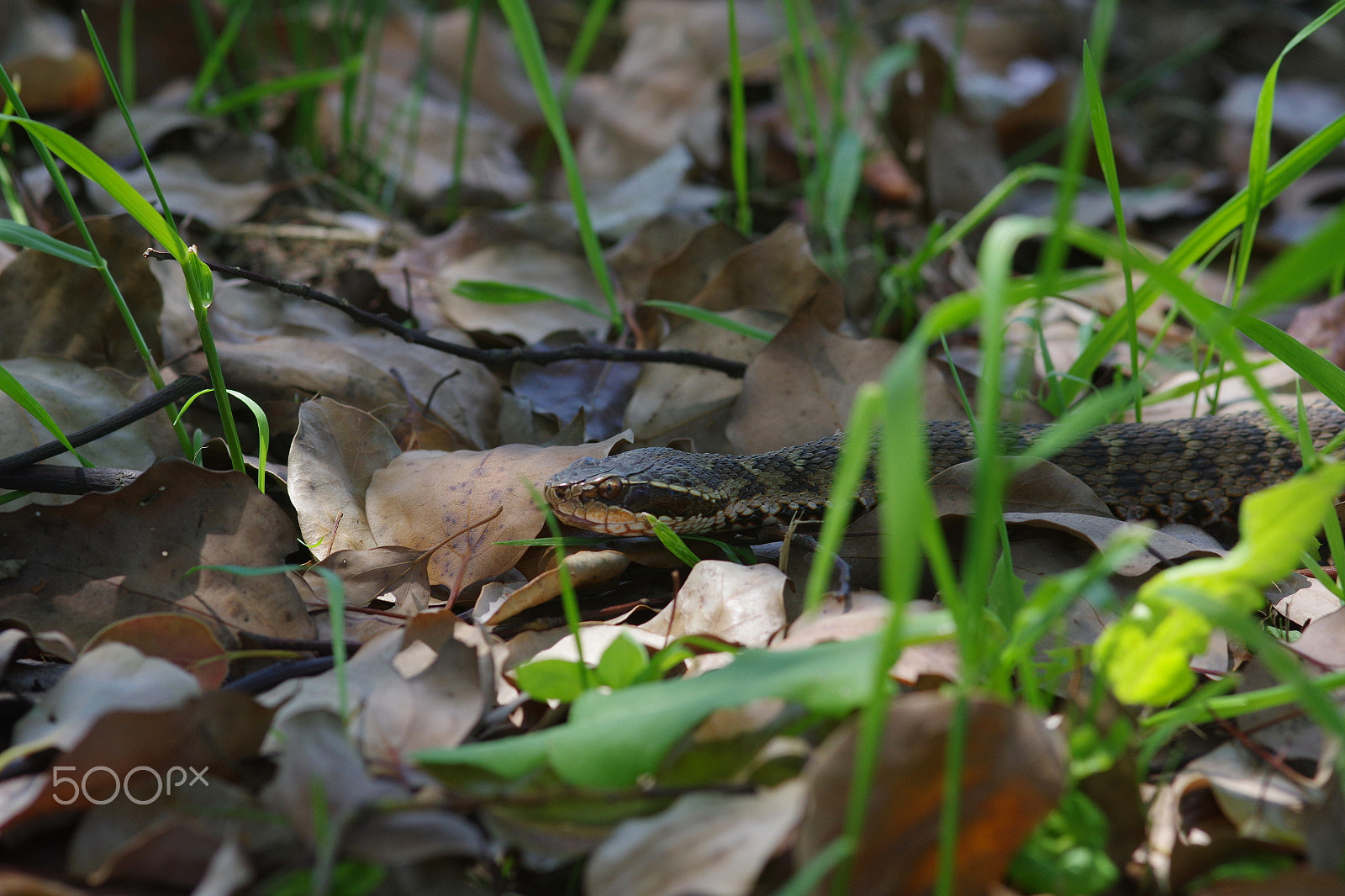 Pentax K-3 II sample photo. Pitviper - gloydius brevicaudus photography