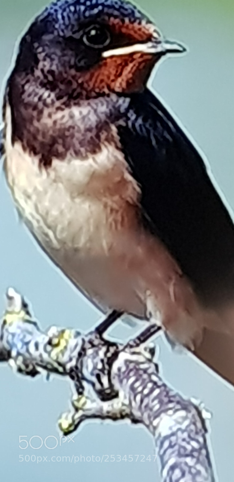 Samsung Galaxy S8 sample photo. Untitled photography