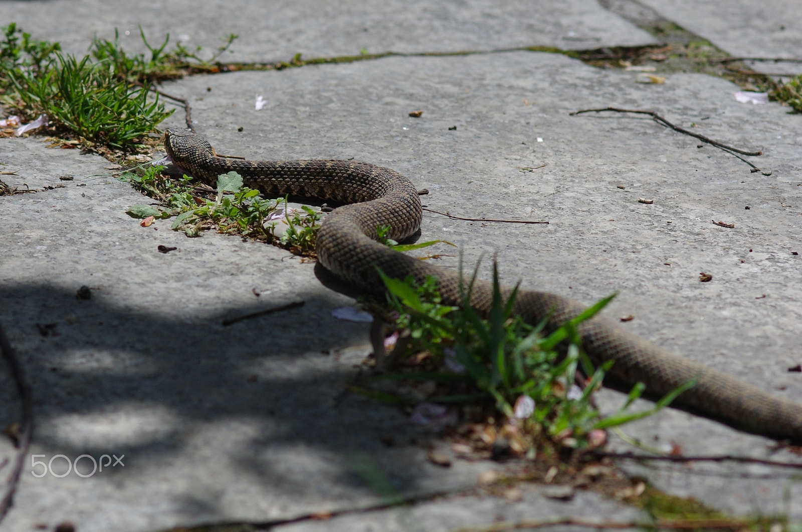 Pentax K-3 II sample photo. Pitviper - gloydius brevicaudus photography