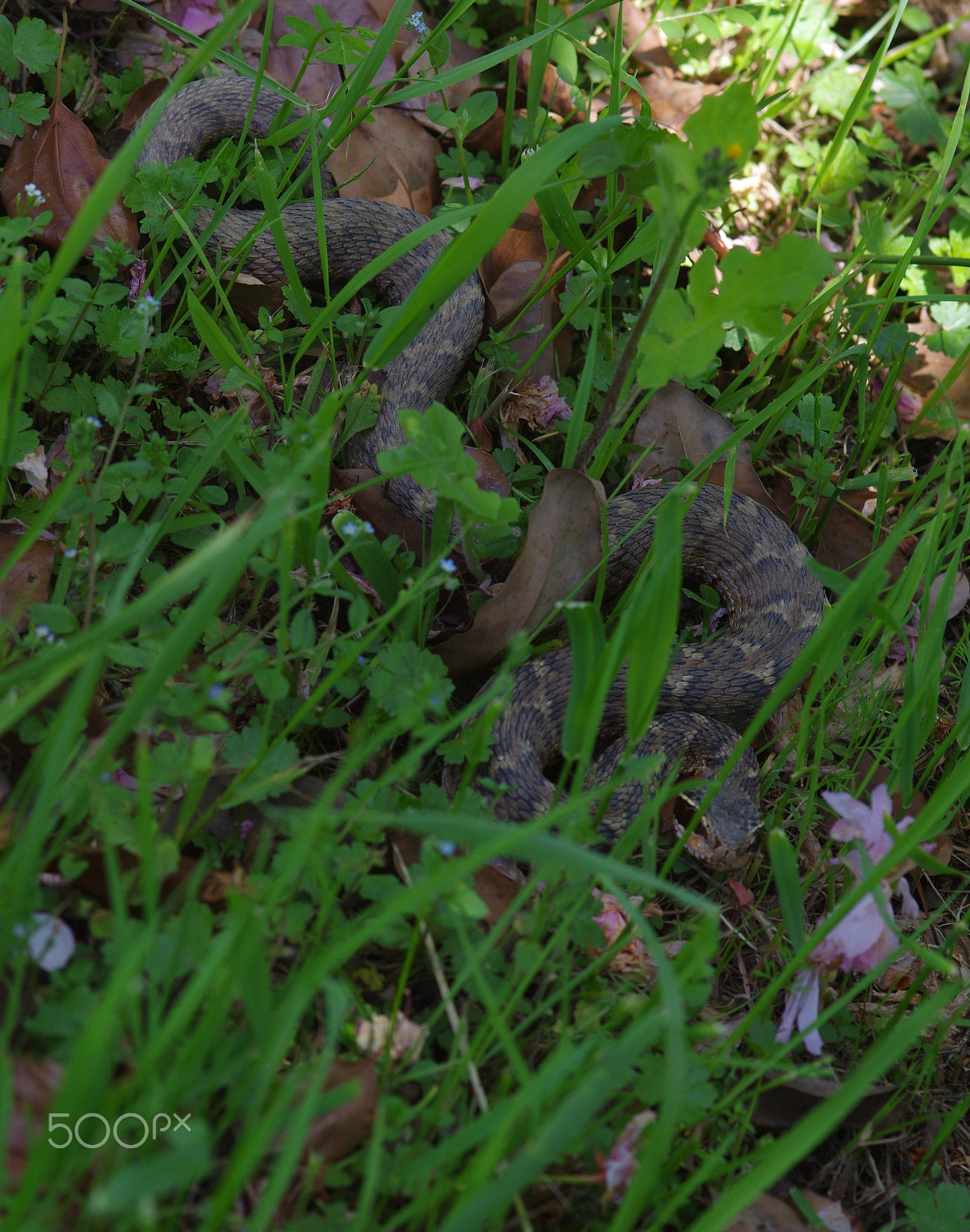 Pentax K-3 II + Sigma sample photo. Pitviper - gloydius brevicaudus photography