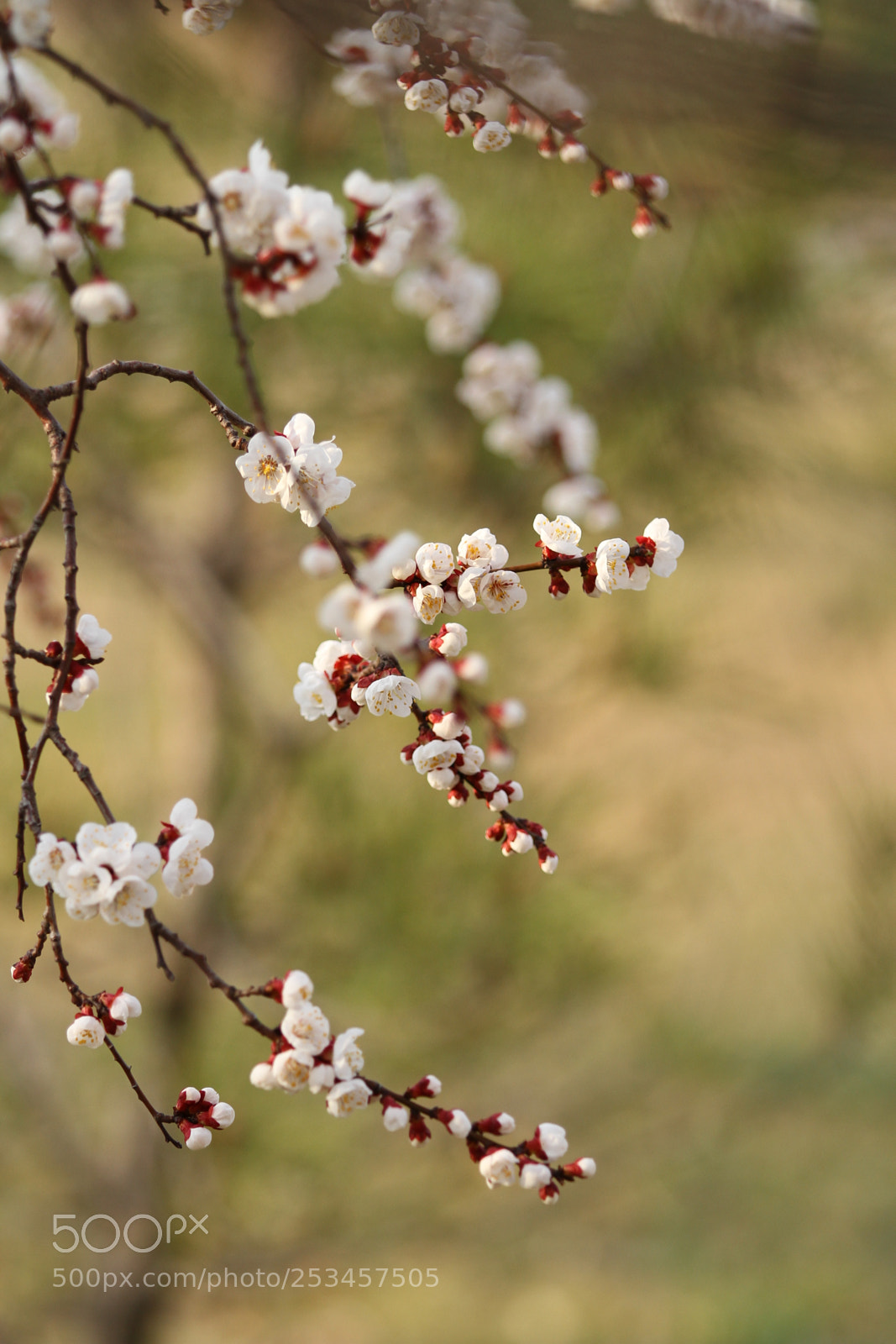 Canon EOS 7D sample photo. Untitled photography