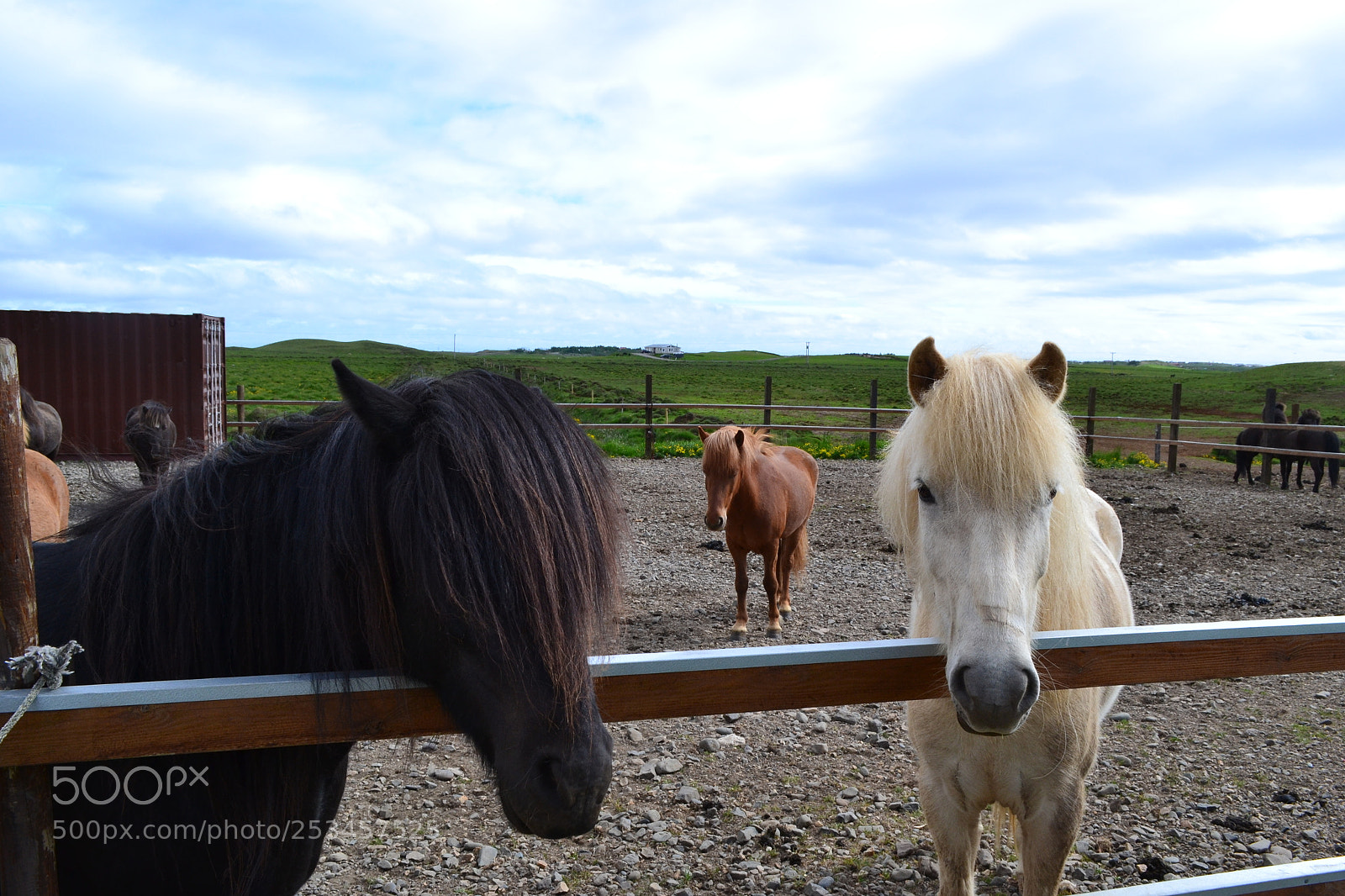 Nikon D3100 sample photo. Horses photography