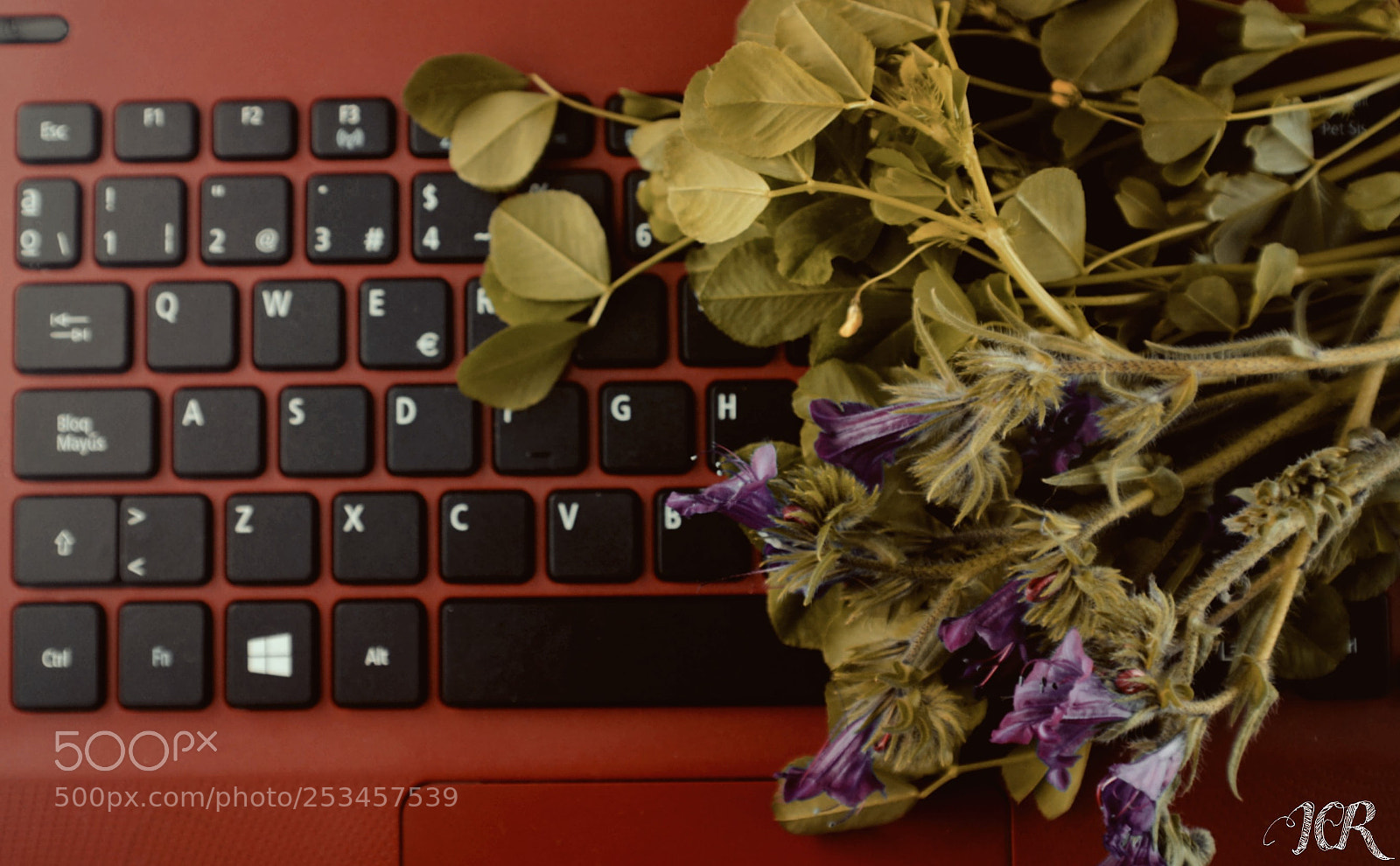 Nikon D5200 sample photo. Flores teclas photography