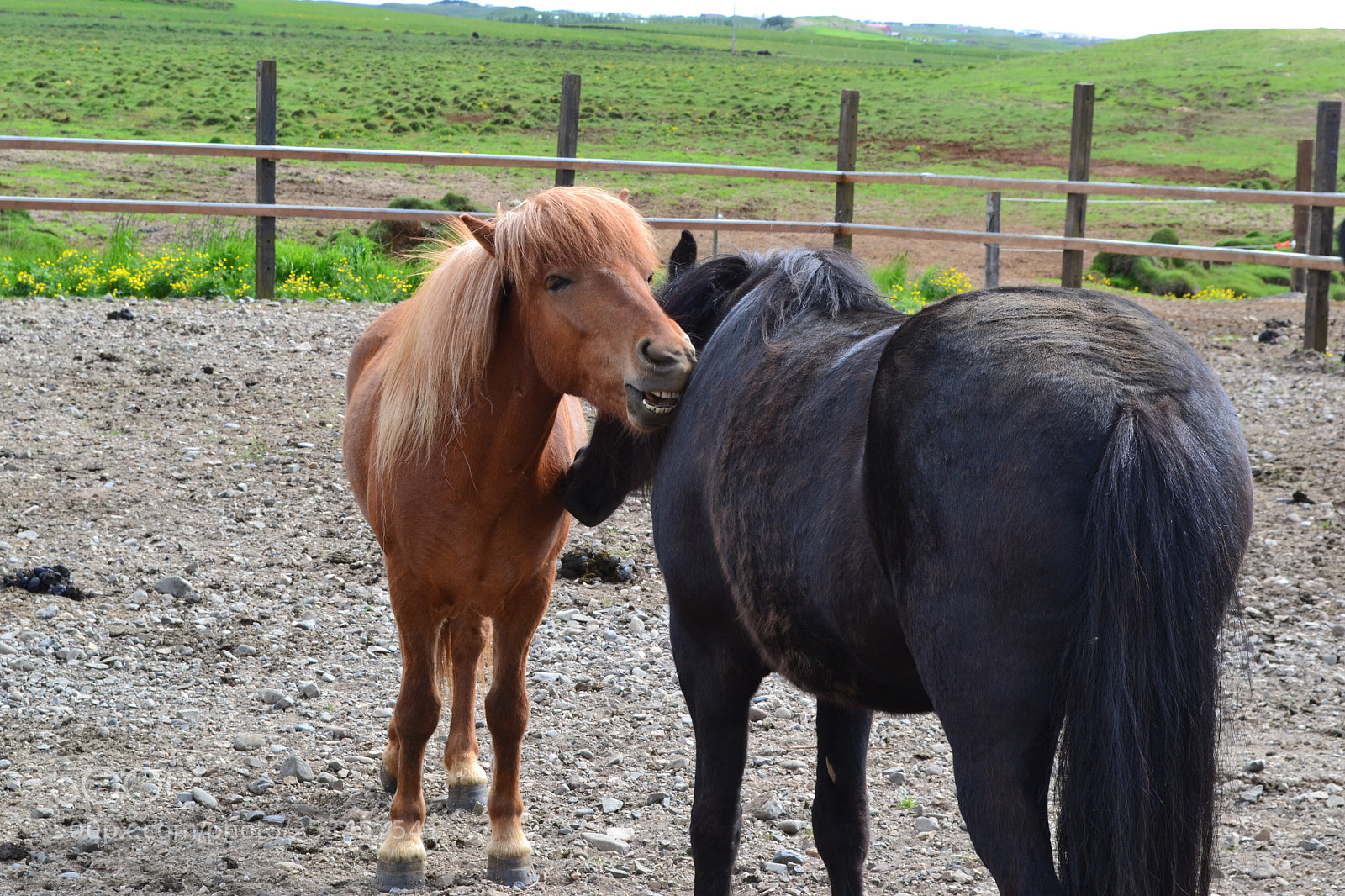 Nikon D3100 sample photo. Hello friend photography