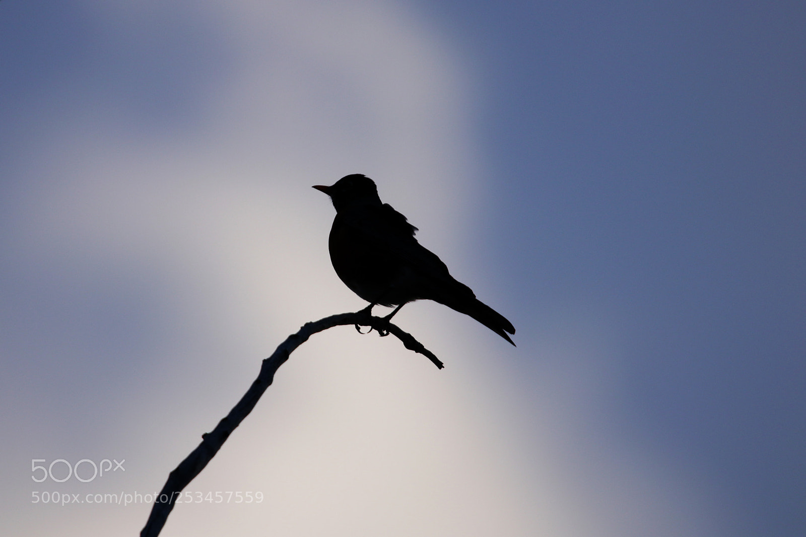 Canon EOS 80D sample photo. Robin silhouette photography