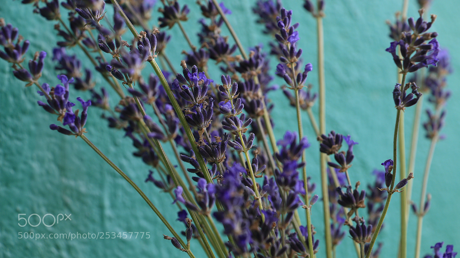 Canon EOS 70D sample photo. Lavender photography