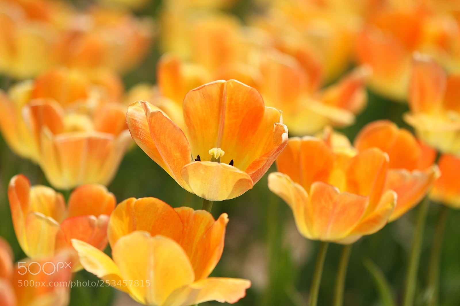 Canon EOS 7D sample photo. Untitled photography