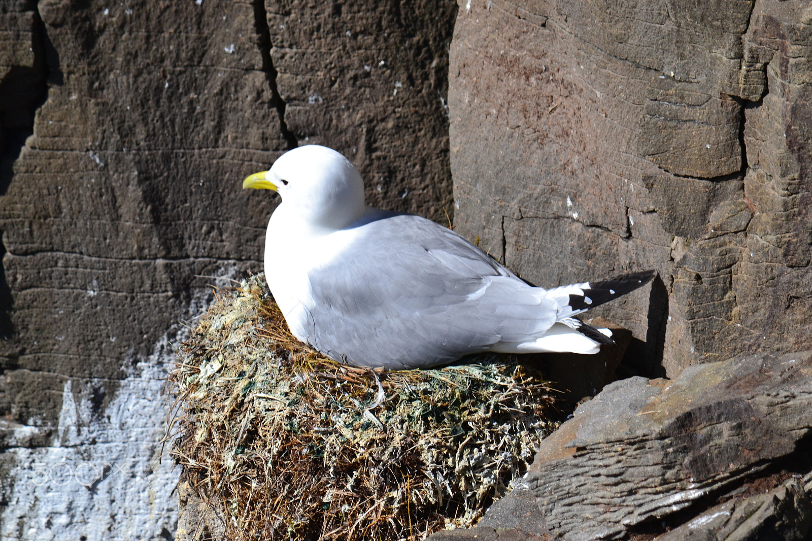 Nikon D3100 sample photo. Nesting photography