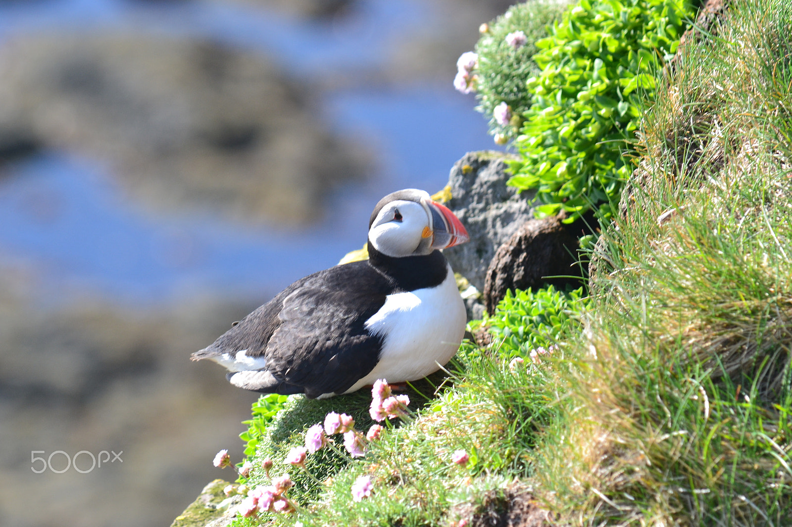 Nikon D3100 sample photo. Puffin photography