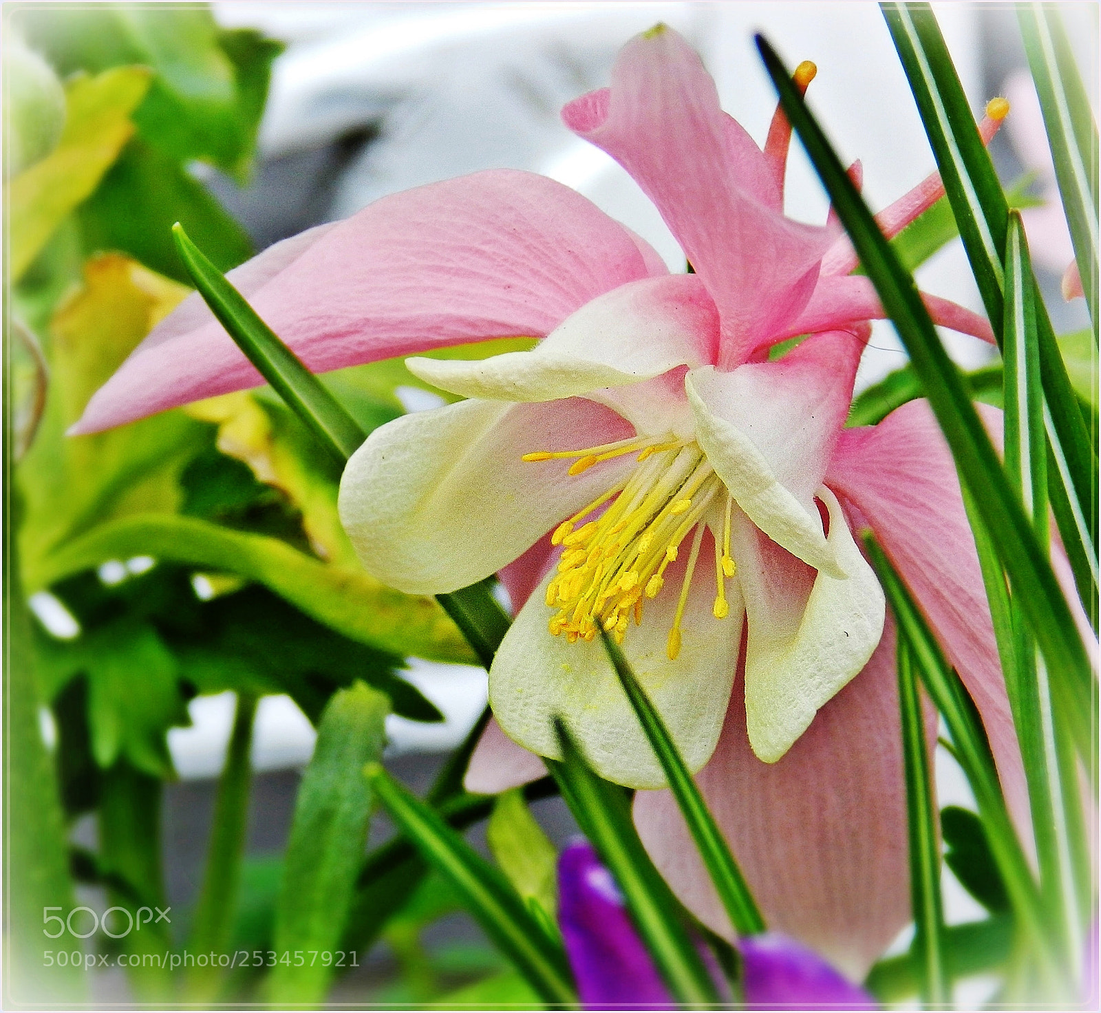 Nikon Coolpix P500 sample photo. Face of  a columbine photography