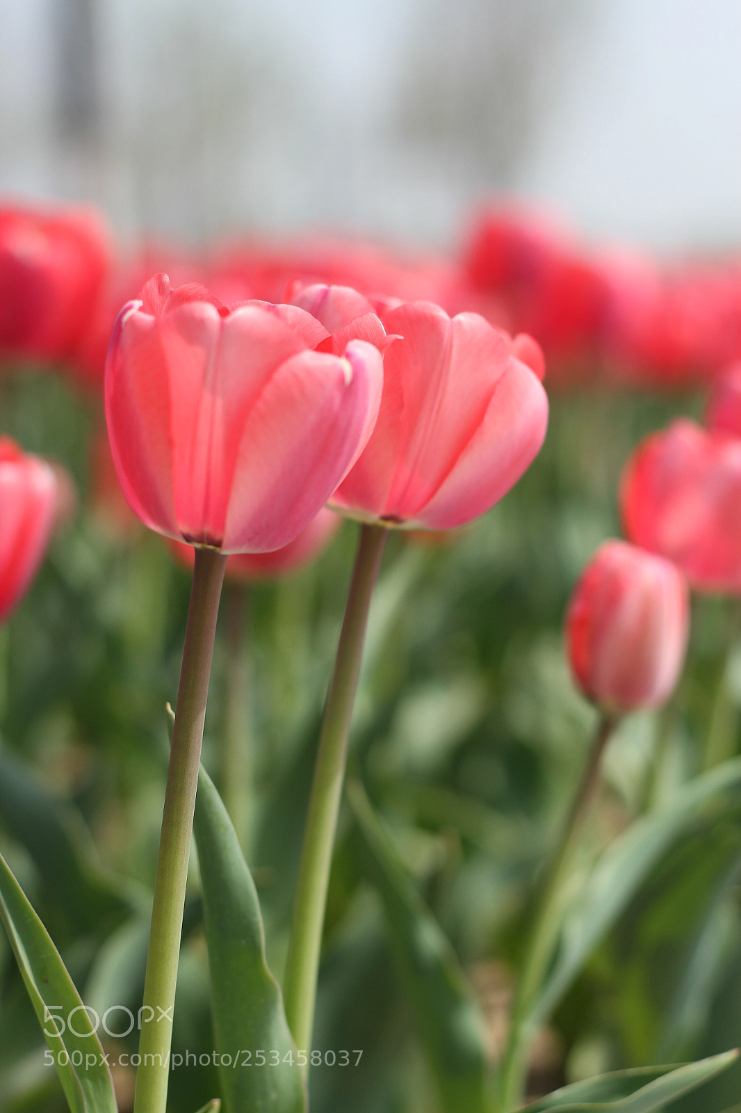 Canon EOS 7D sample photo. Untitled photography