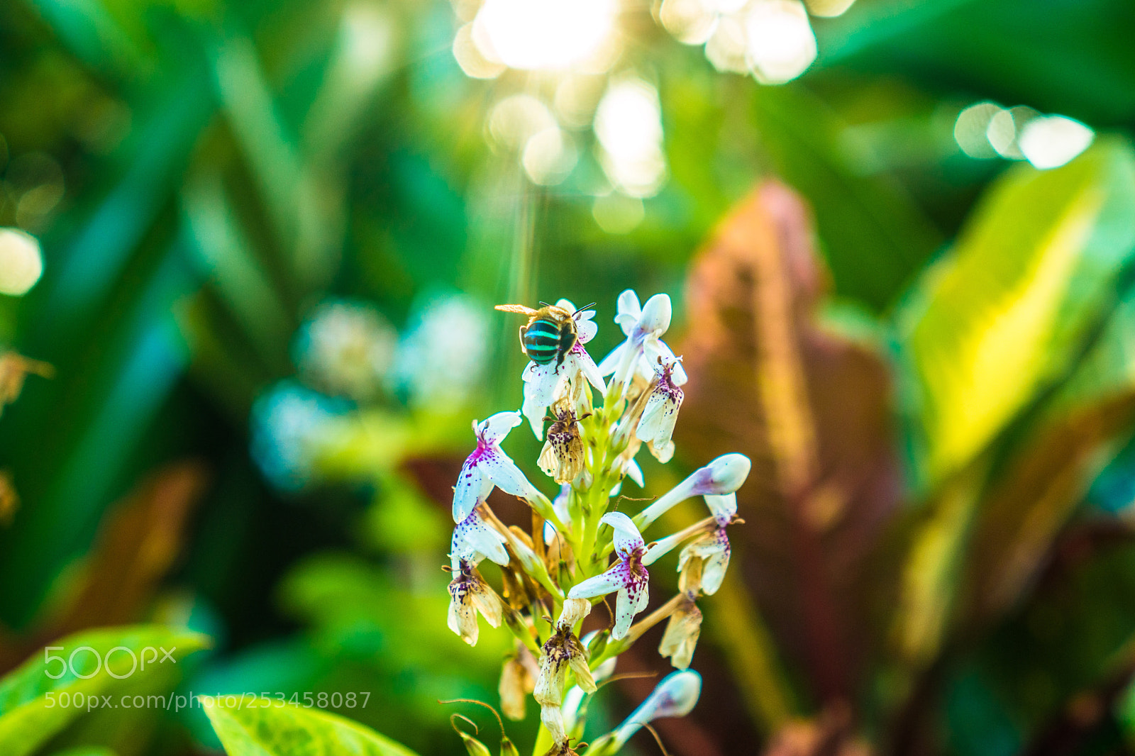 Sony a6300 sample photo. Bee photography