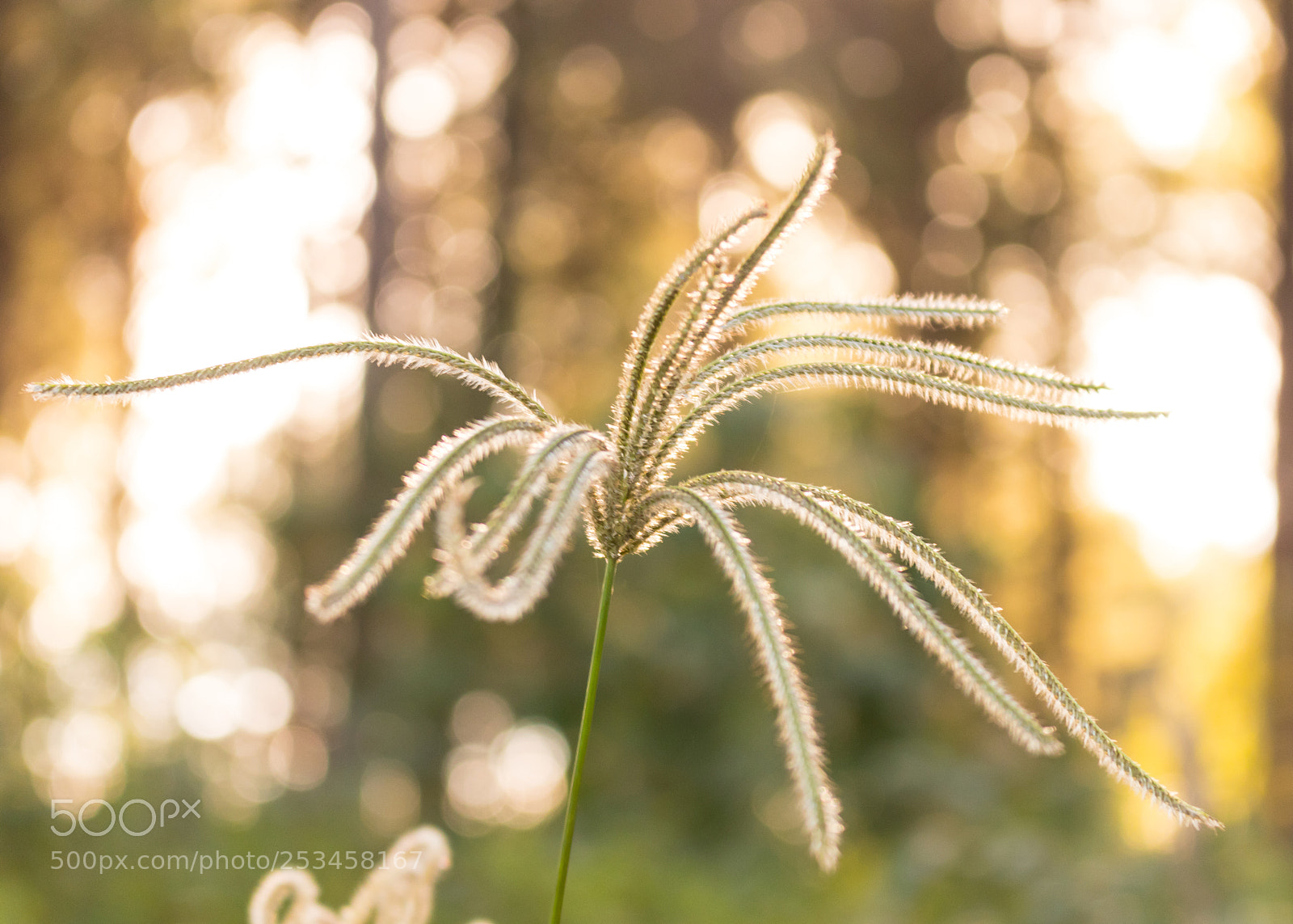 Canon EOS 80D sample photo. Grass bokeh photography