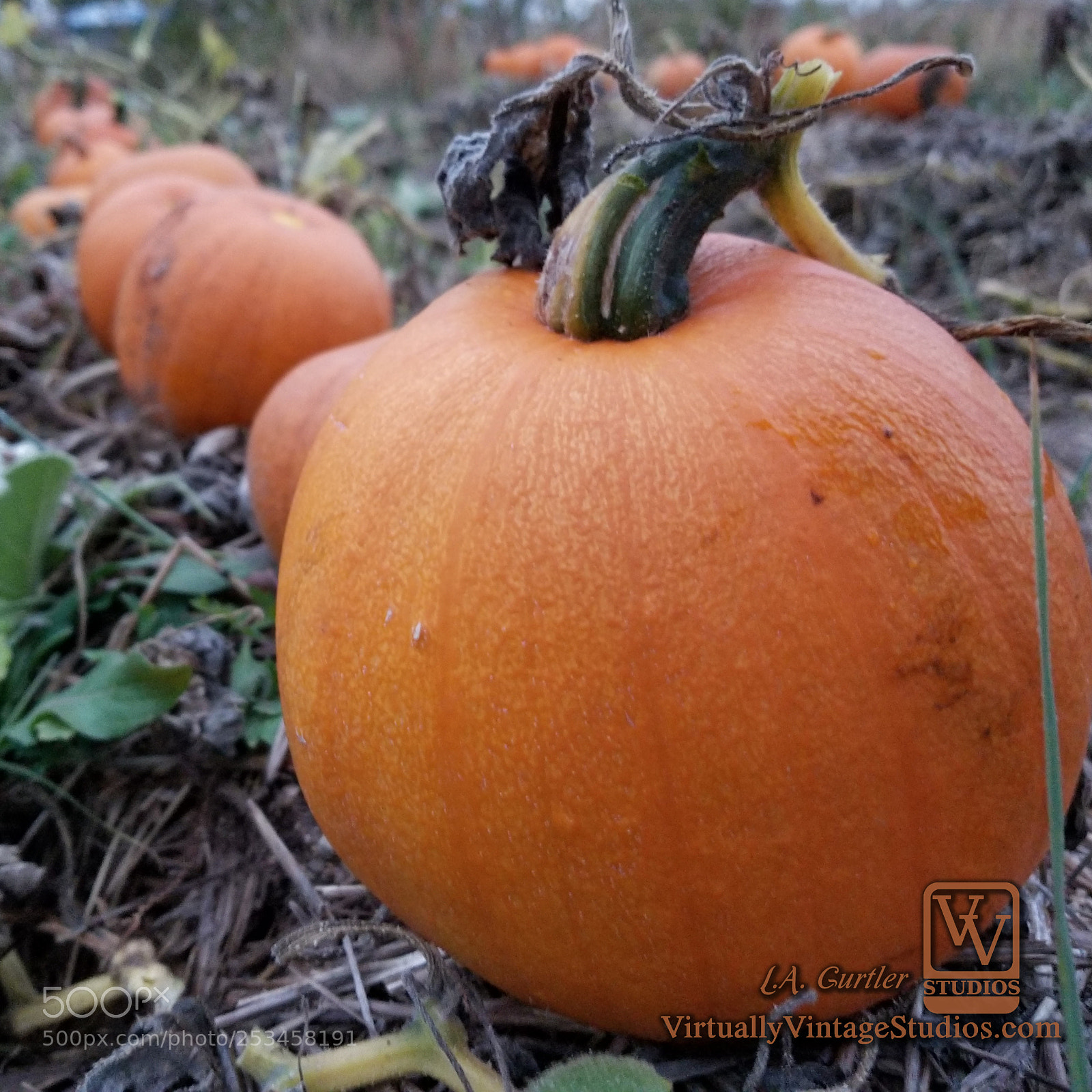 Samsung Galaxy S8 sample photo. Pumpkin row photography