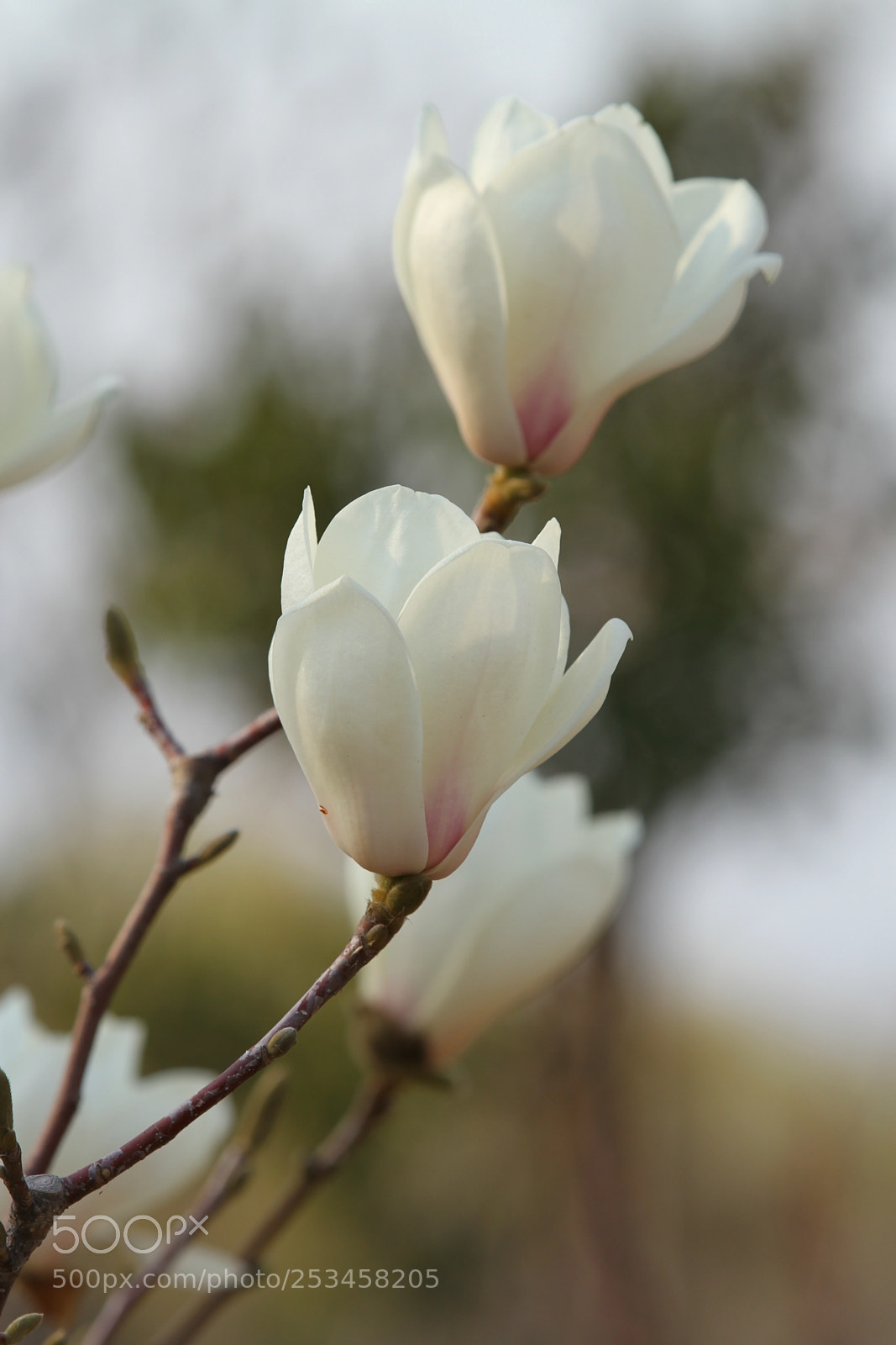Canon EOS 7D sample photo. Untitled photography