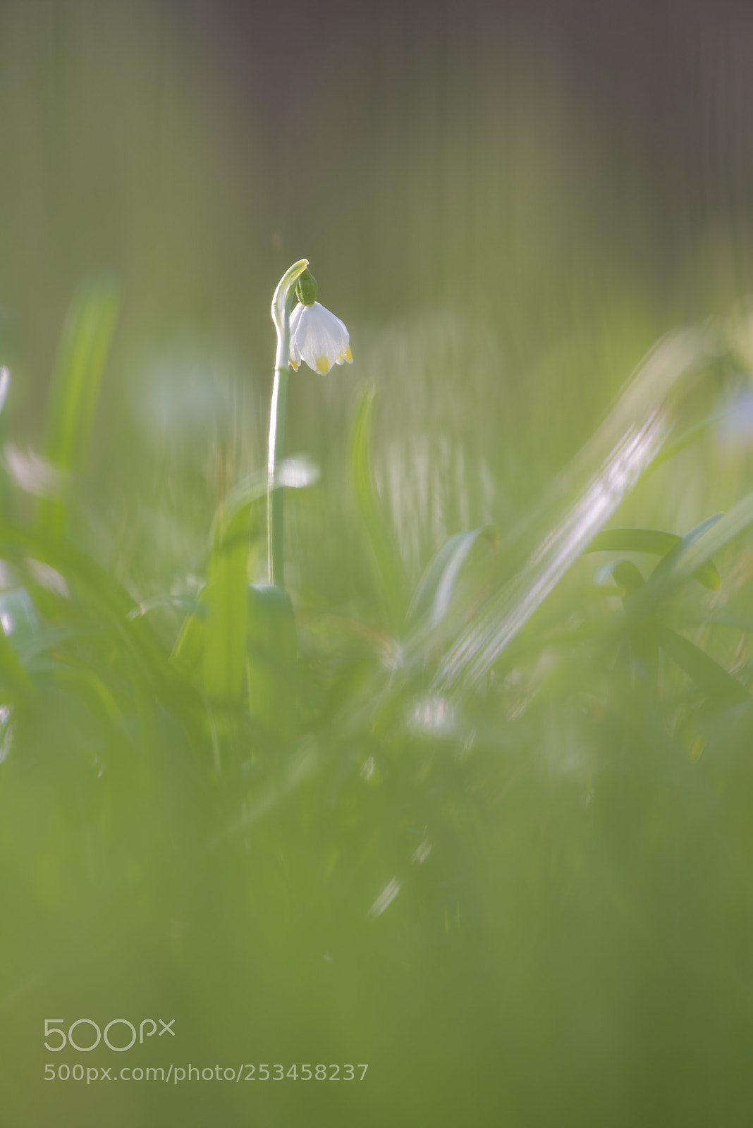 Pentax K-1 sample photo. Dreamy spring snowflake photography