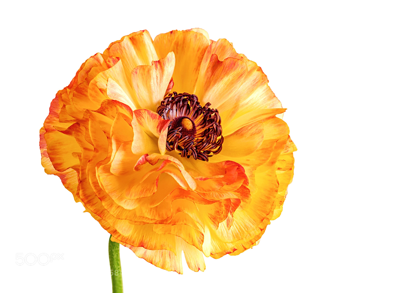 Canon EOS 5DS sample photo. Orange blossomed buttercup on photography