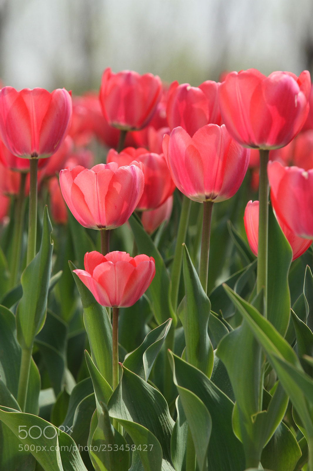 Canon EOS 7D sample photo. Untitled photography