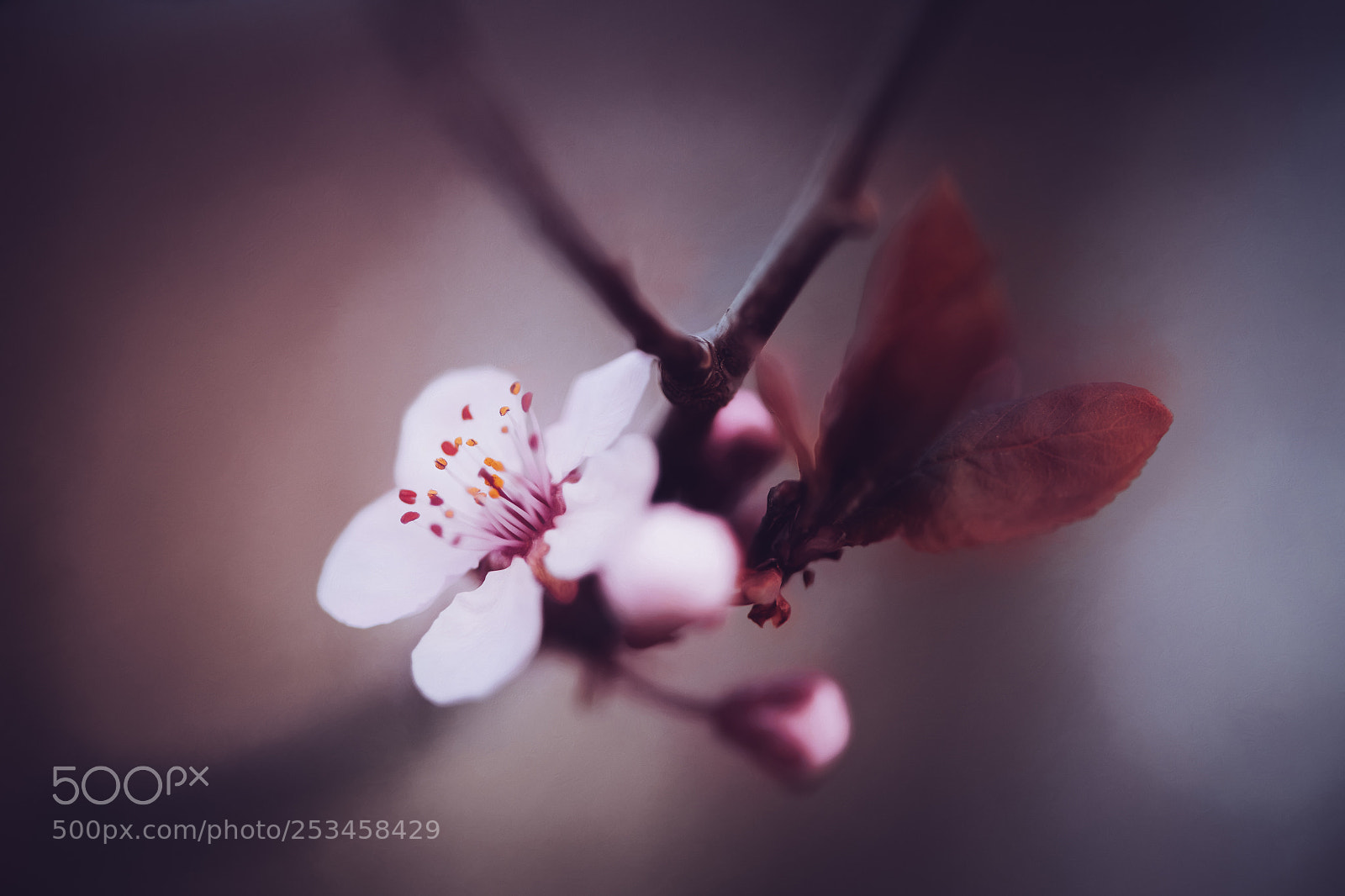 Nikon D850 sample photo. Bloom photography