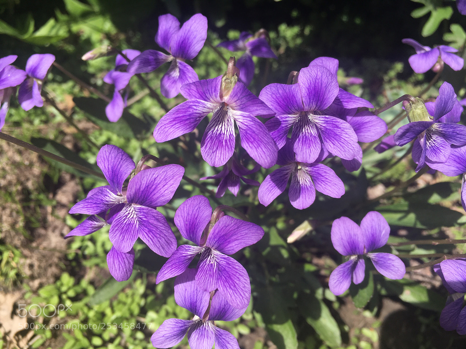 Apple iPhone SE sample photo. *** photography