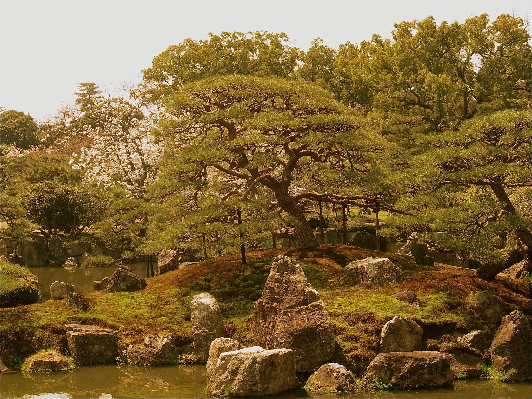 Nikon E7900 sample photo. Kyoto park photography