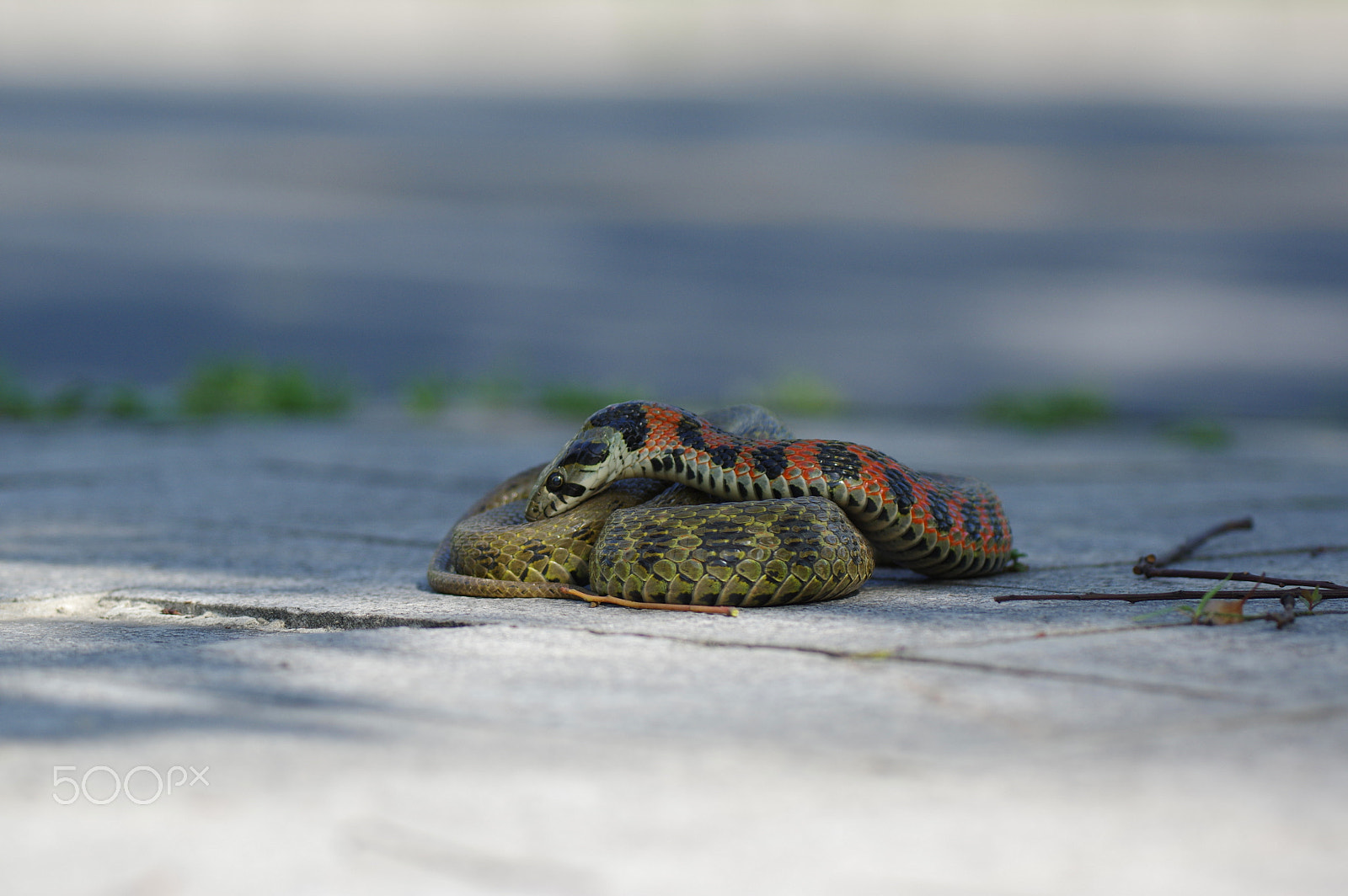 Pentax K-3 II sample photo. Tiger snake / tigernatter / rhabdophis tigrinus photography