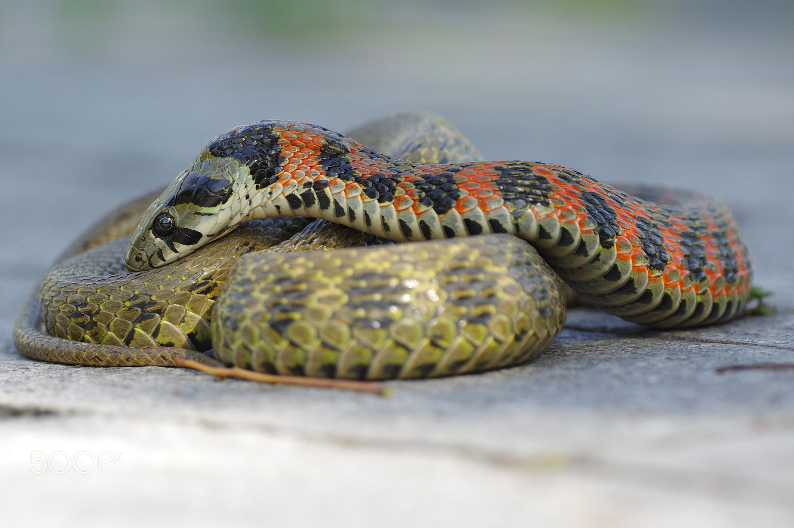 Pentax K-3 II sample photo. Tiger snake / tigernatter / rhabdophis tigrinus photography