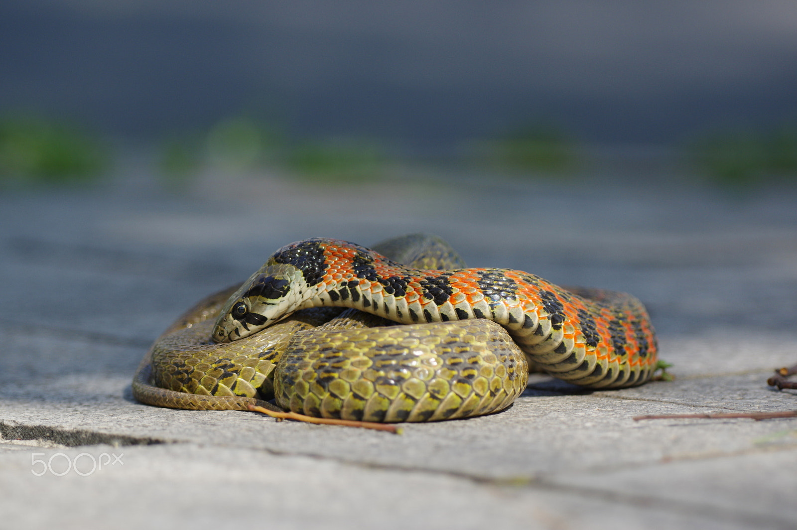 Pentax K-3 II sample photo. Tiger snake / tigernatter / rhabdophis tigrinus photography