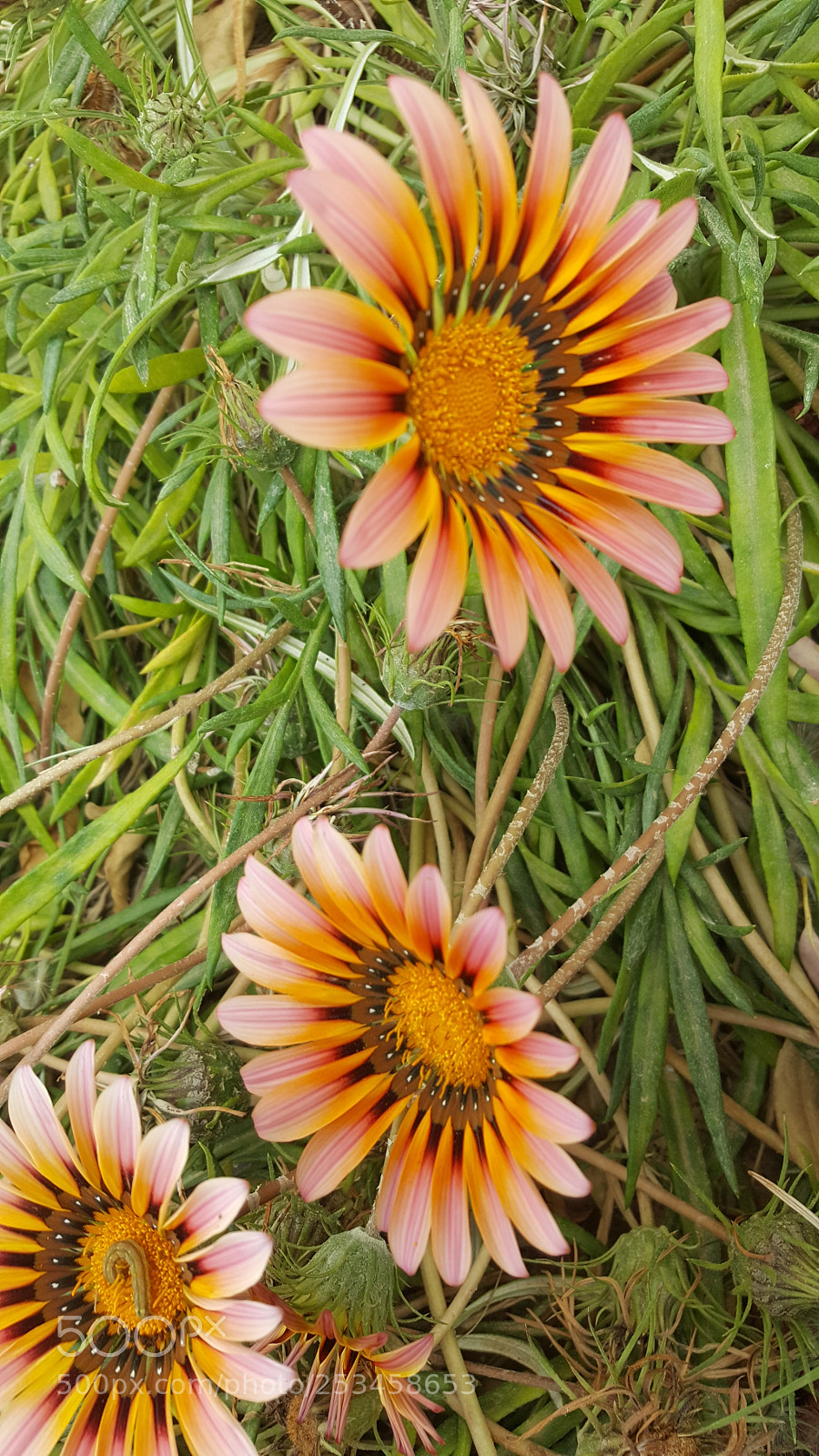 Samsung GALAXY S6 edge sample photo. Flowers ??? photography