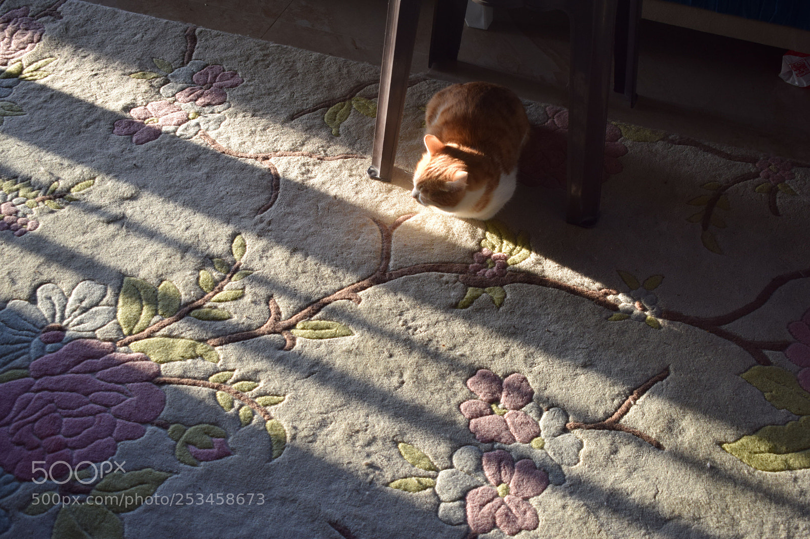 Nikon D5300 sample photo. Cat on chinese carpet photography
