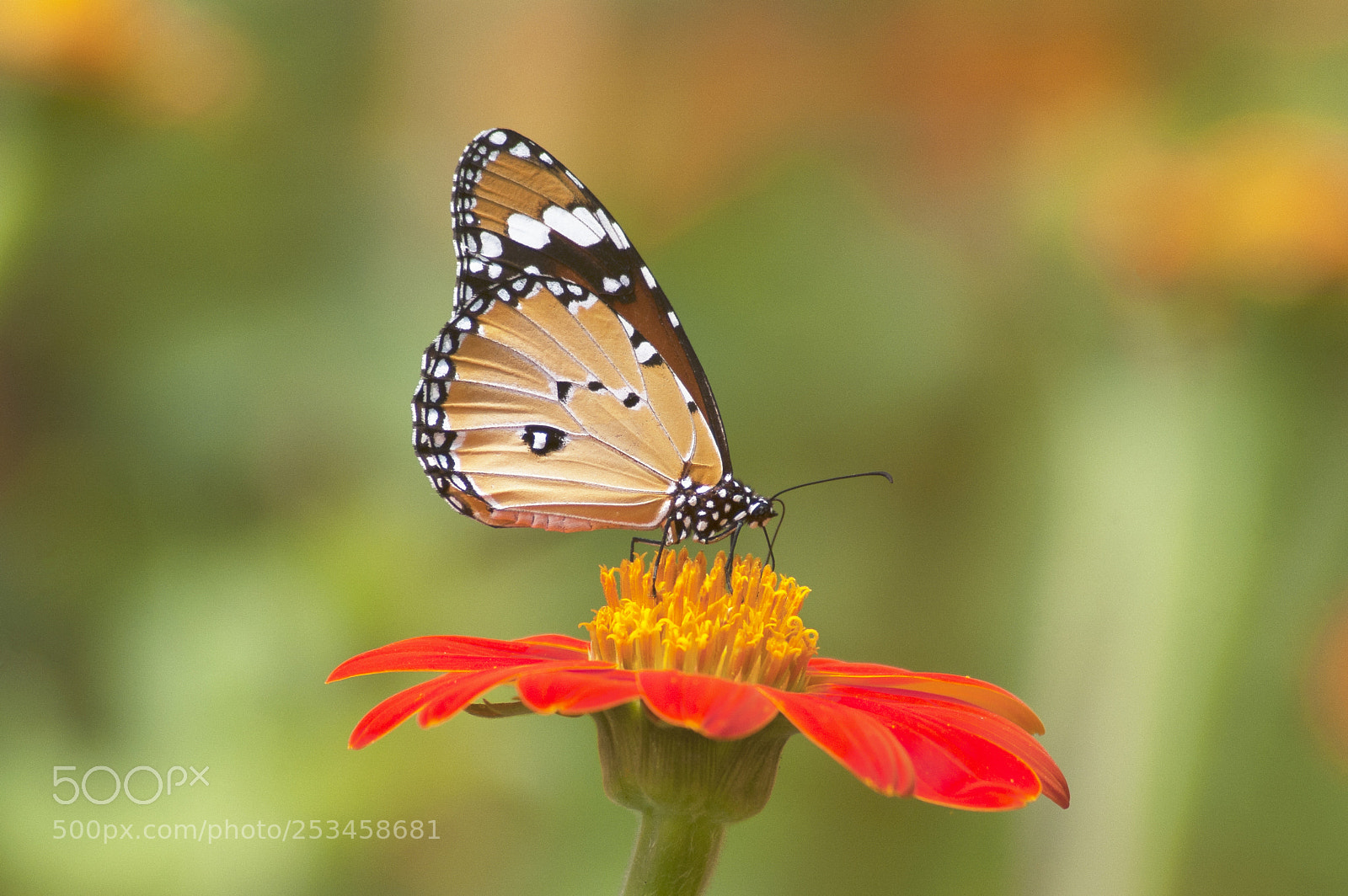 Nikon D50 sample photo. Monarch butterfly on a photography