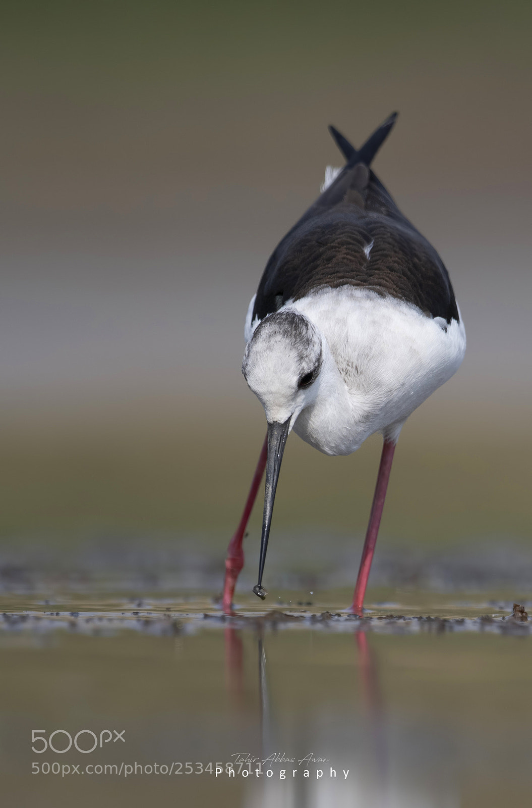 Nikon D850 sample photo. Black winged stilt  photography