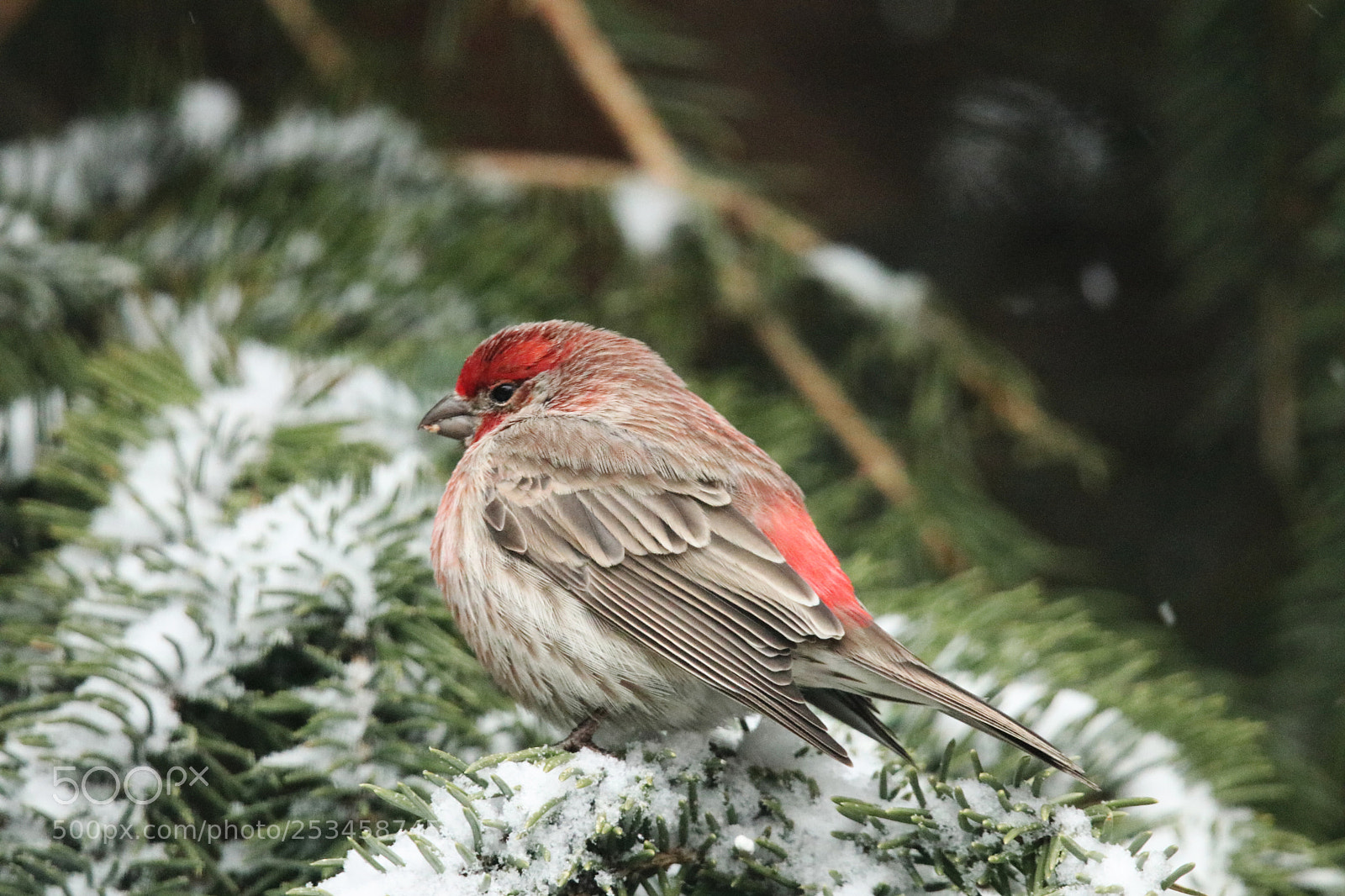 Canon EOS 80D sample photo. Bright red house finch photography
