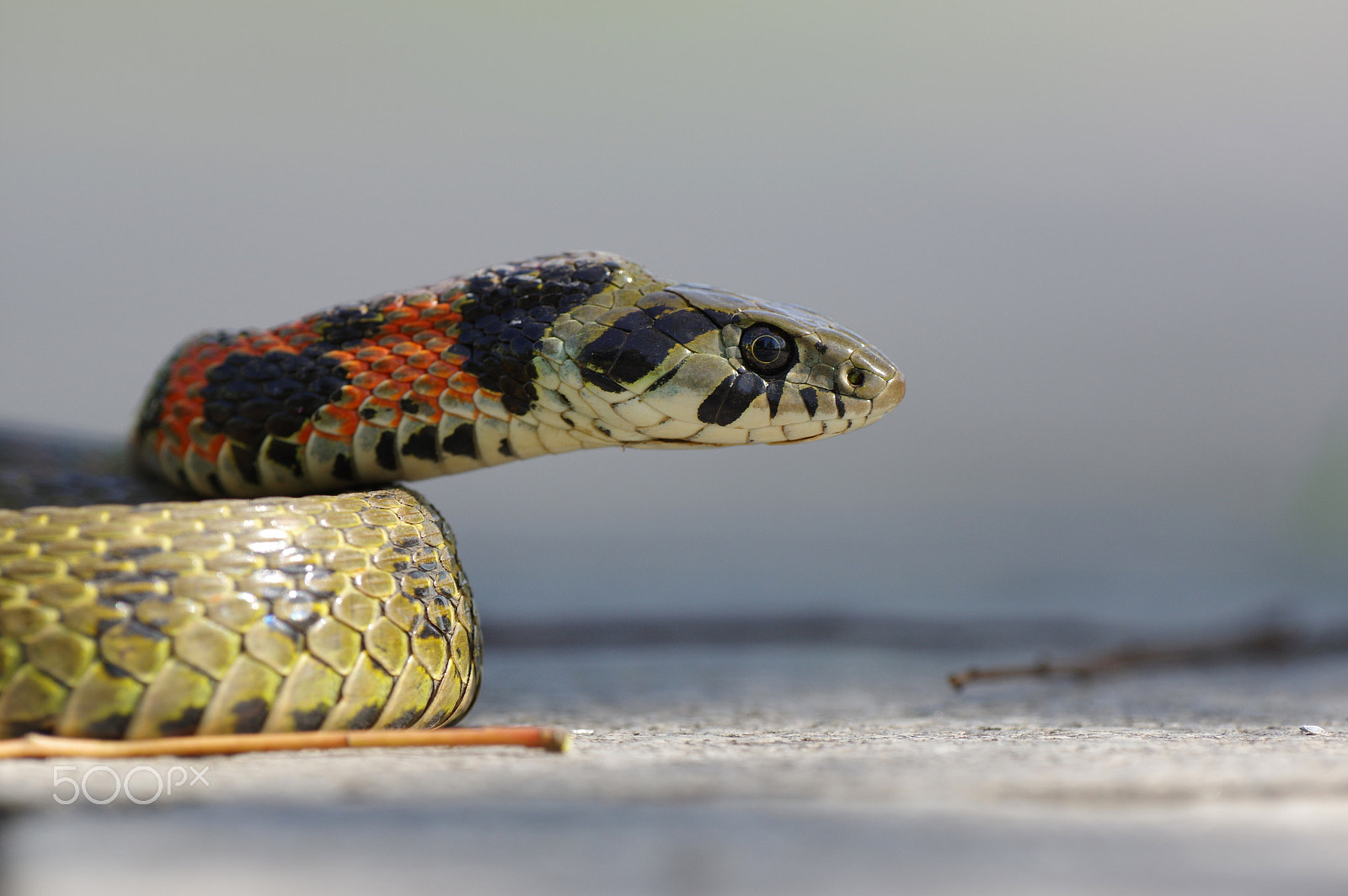 Pentax K-3 II sample photo. Tiger snake / tigernatter / rhabdophis tigrinus photography
