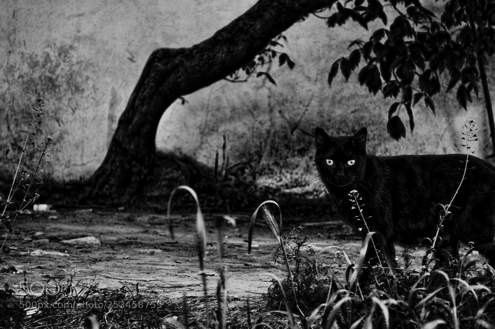 Nikon D3100 sample photo. Black devil photography