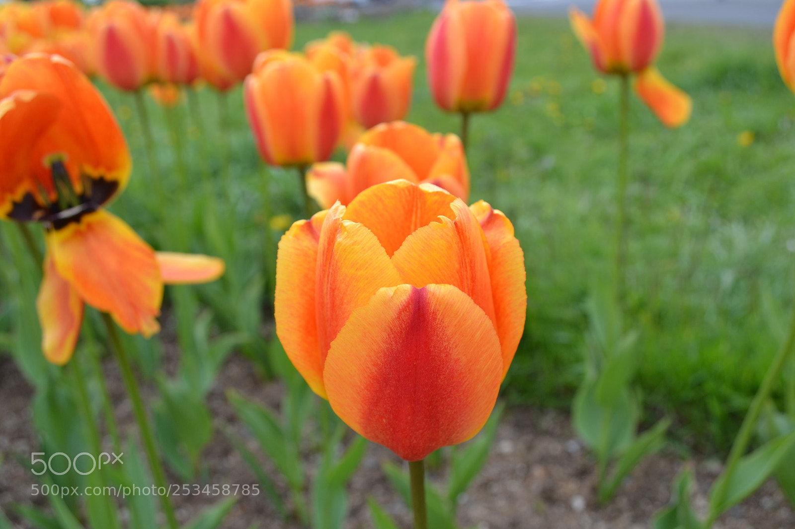 Nikon D3100 sample photo. Red tulips photography